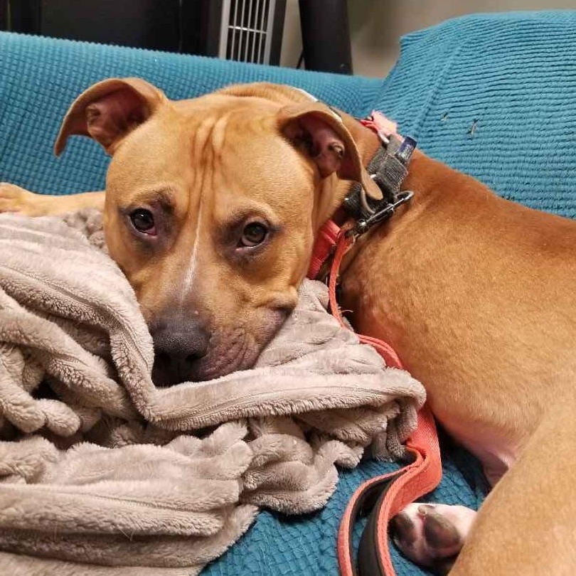 Enlarge Tommy , a ADOPTABLE mixed breed in Stratford, CT image 2/5