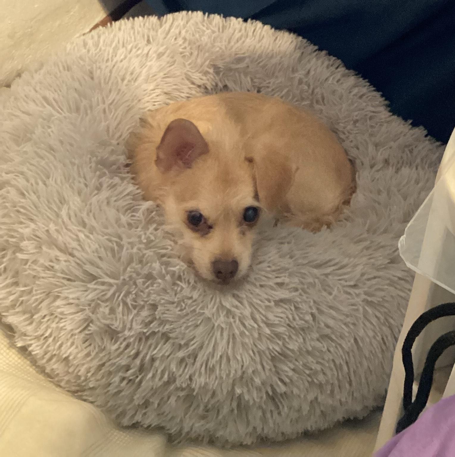 Putt Putt, Adopted, Adult Female Cairn Terrier & Miniature Poodle.