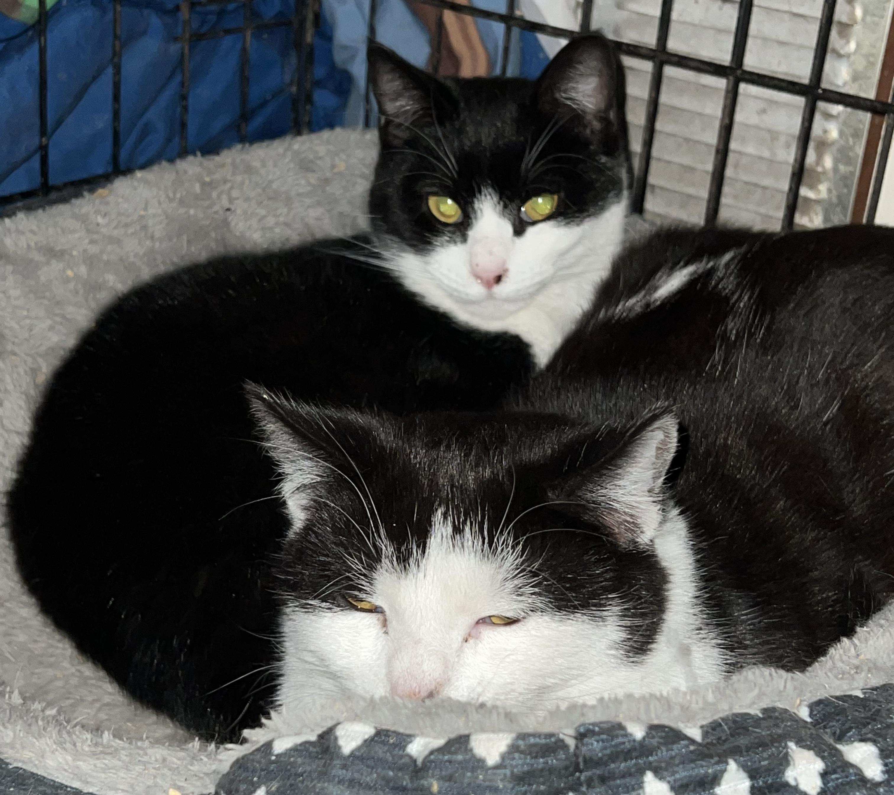 Tiny and Tuxy, adopted, Kitten Male Domestic Short Hair.