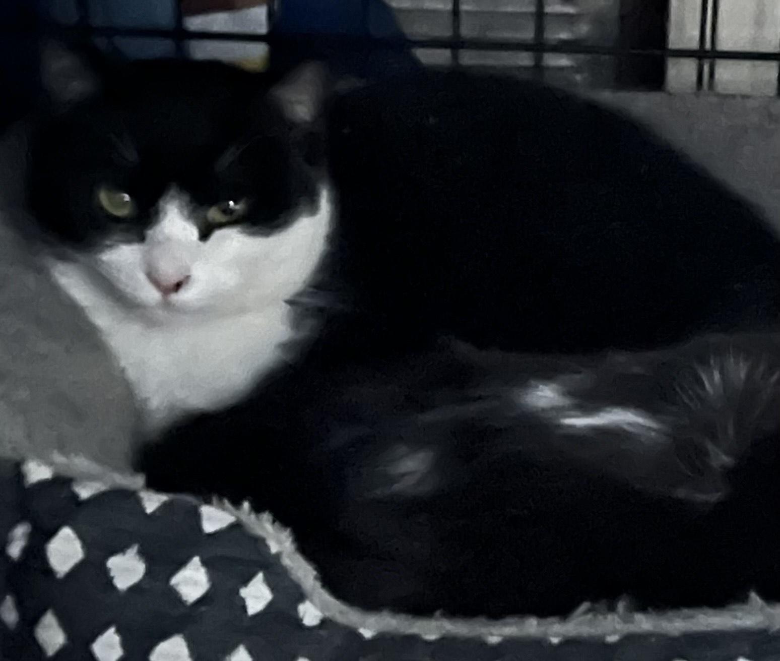 Tiny and Tuxy, an adopted mixed breed in Glenmont, NY image 5/5