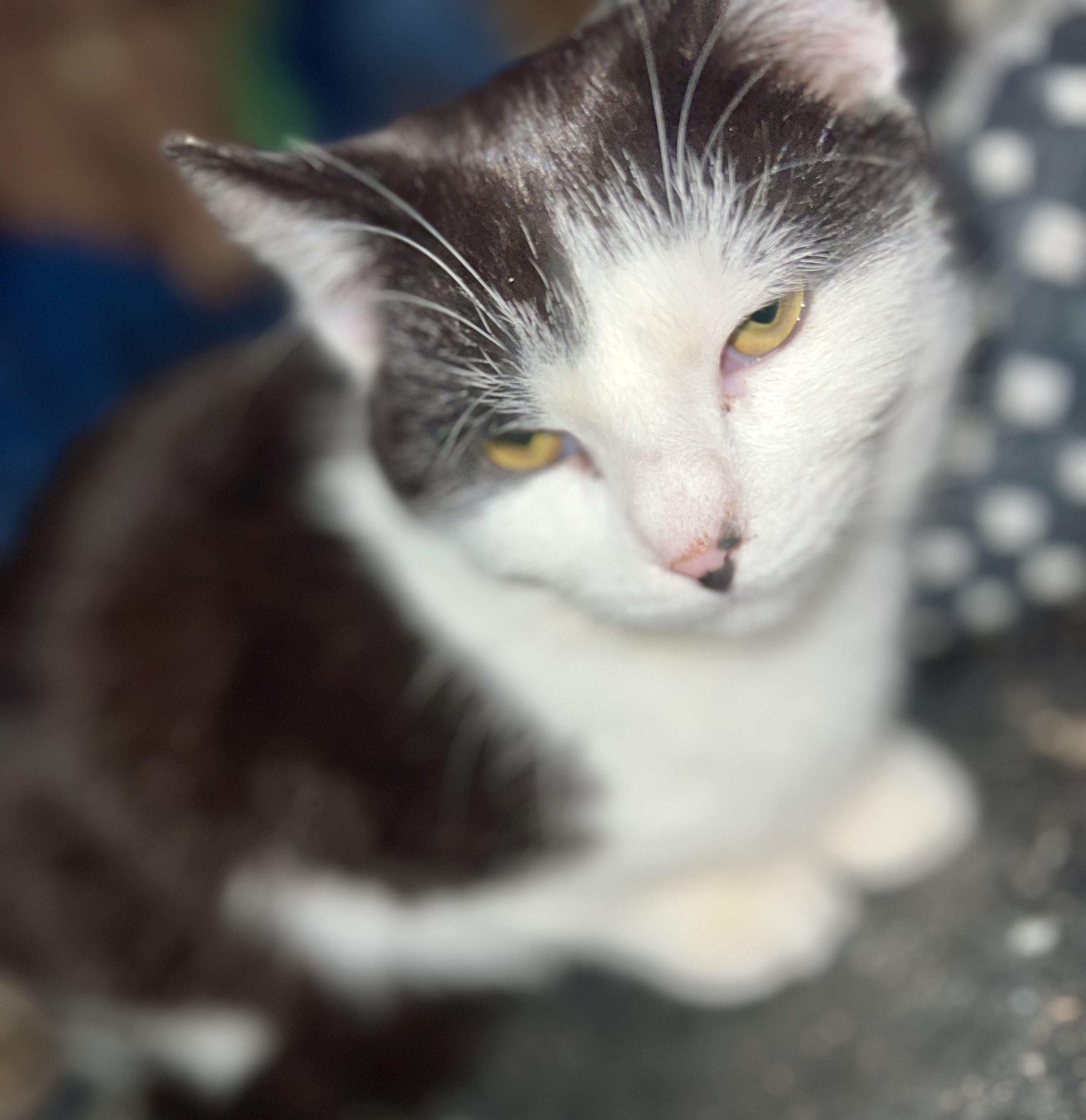 Tiny and Tuxy, an adopted mixed breed in Glenmont, NY image 4/5