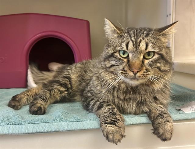 TUBBS, Adoptable, Young Male Domestic Medium Hair.