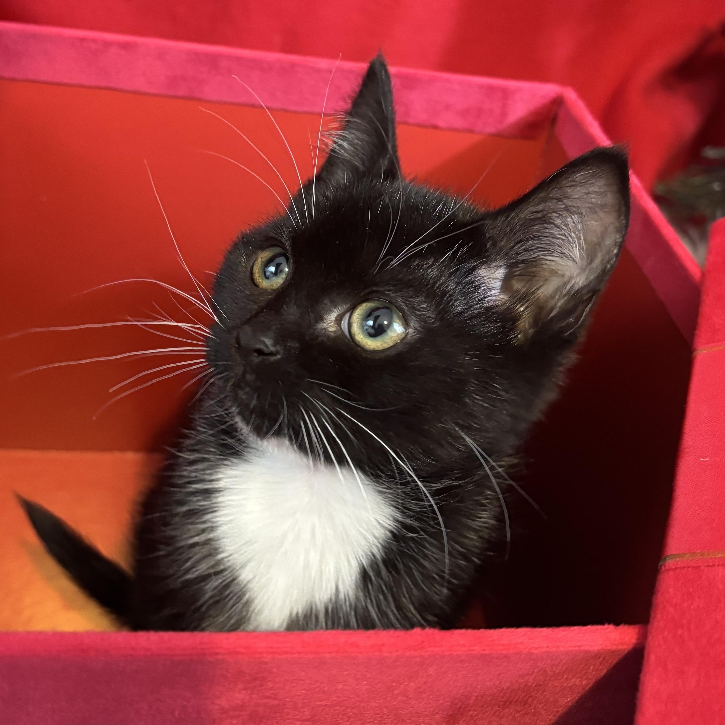 Hope, an adopted Tuxedo in Cathlamet, WA image 2/5