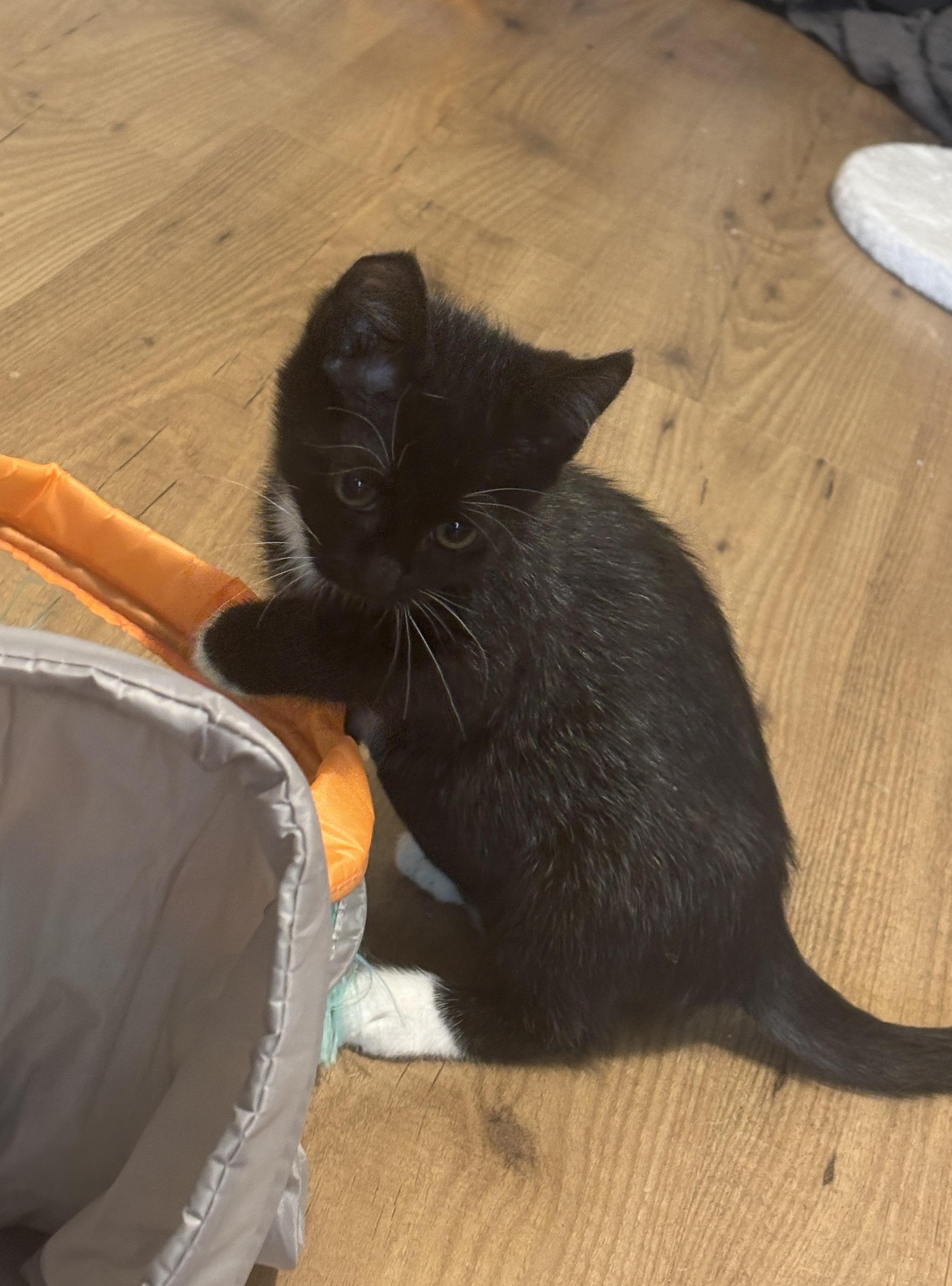 Hope, an adopted Tuxedo in Cathlamet, WA image 3/5