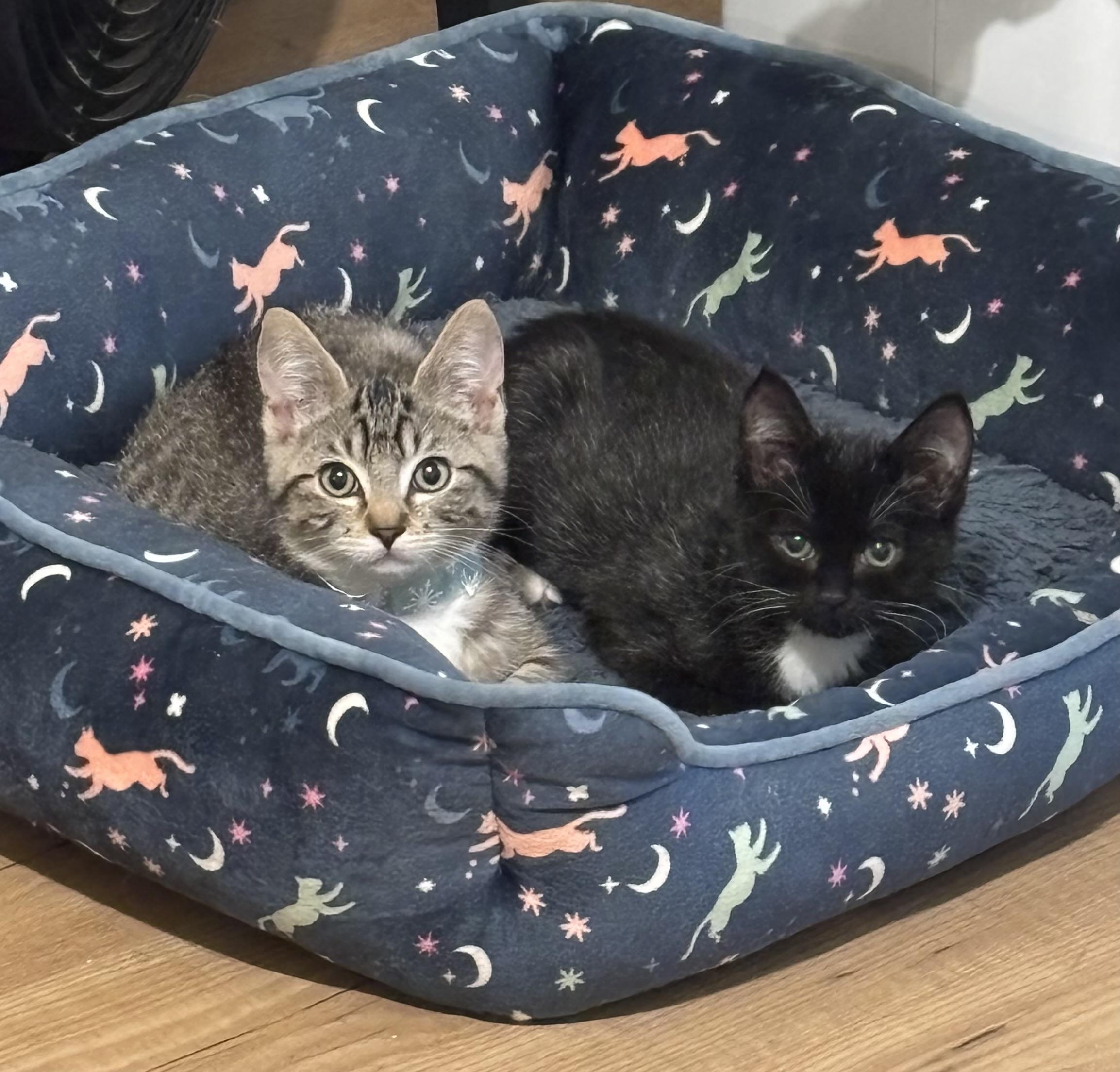 Hope, an adopted Tuxedo in Cathlamet, WA image 4/5