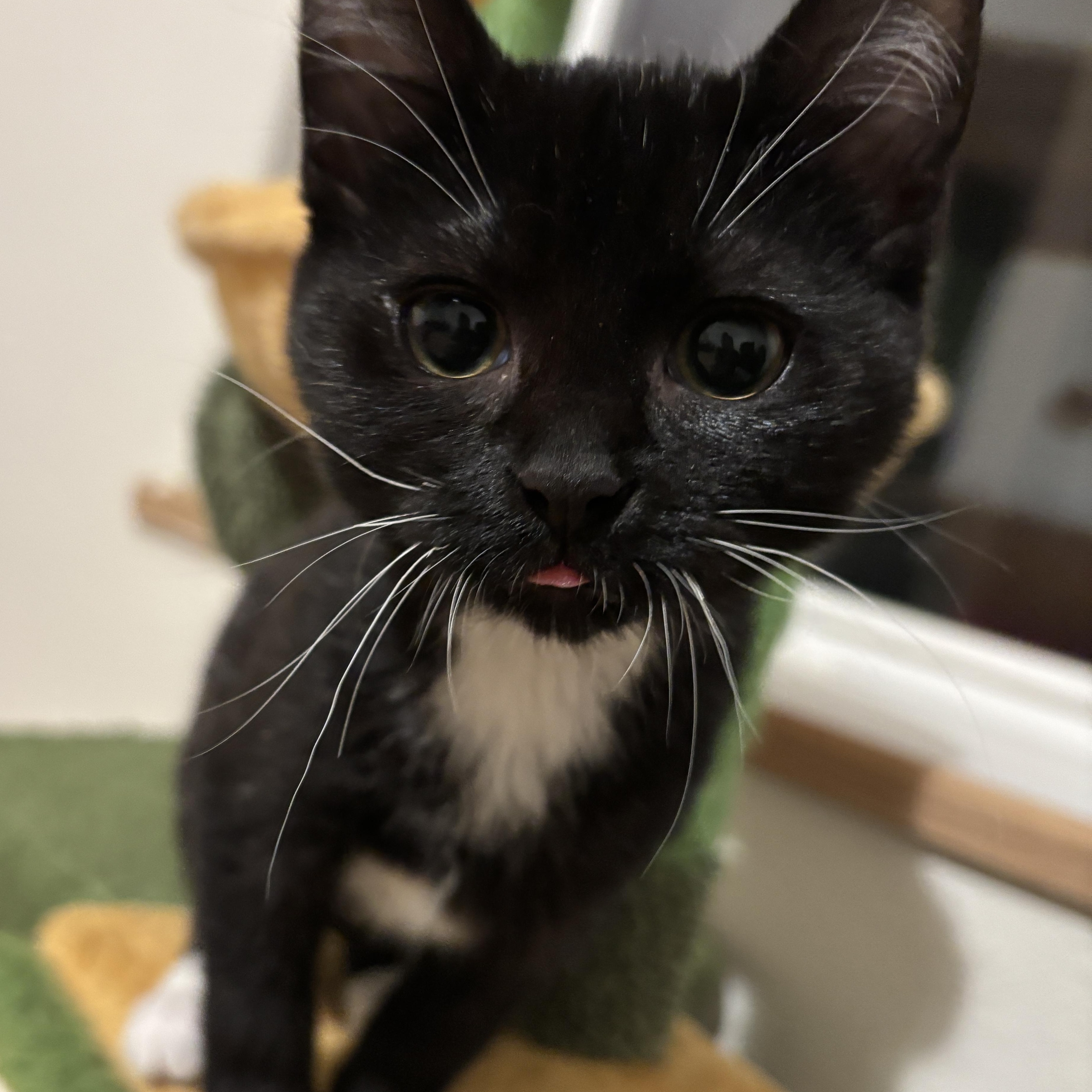 Hope, Adoptable, Kitten Female Tuxedo.