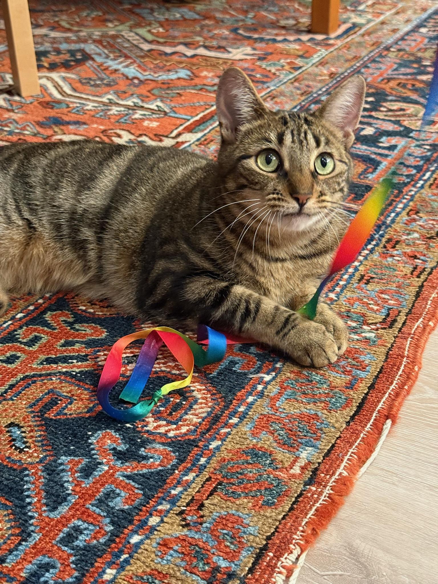 Enlarge Mopra & Sweepy, a ADOPTABLE Domestic Short Hair in Brooklyn, NY image 4/5