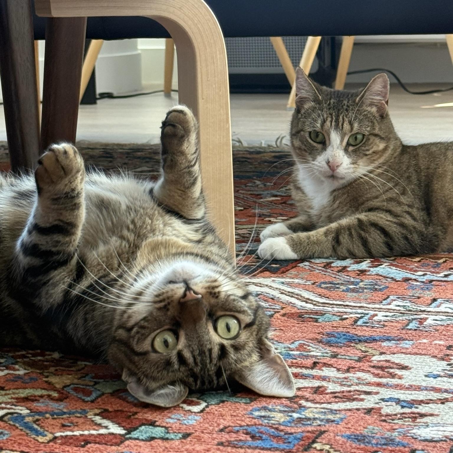 Enlarge Mopra & Sweepy, a ADOPTABLE Domestic Short Hair in Brooklyn, NY image 2/5