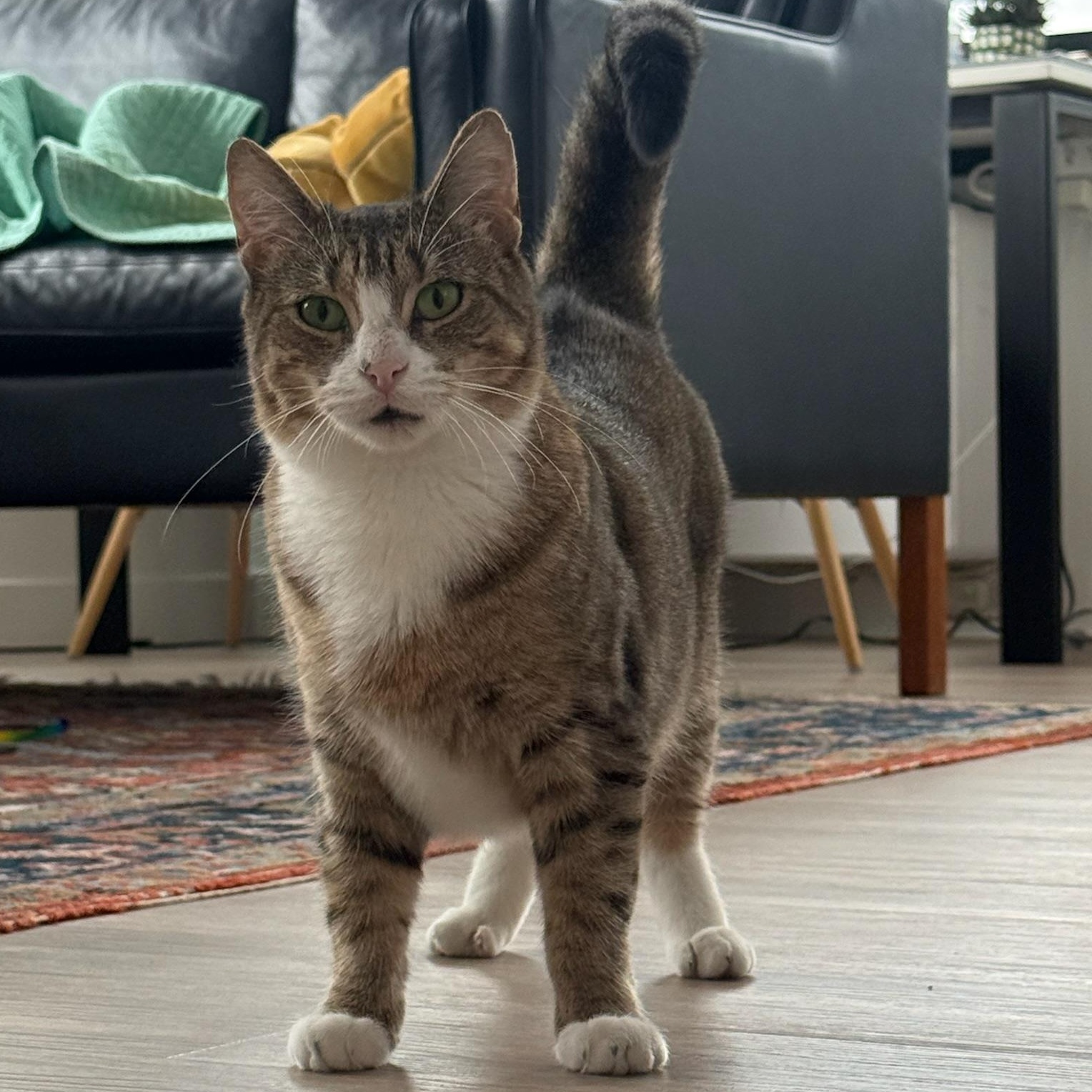 Enlarge Mopra & Sweepy, a ADOPTABLE Domestic Short Hair in Brooklyn, NY image 3/5