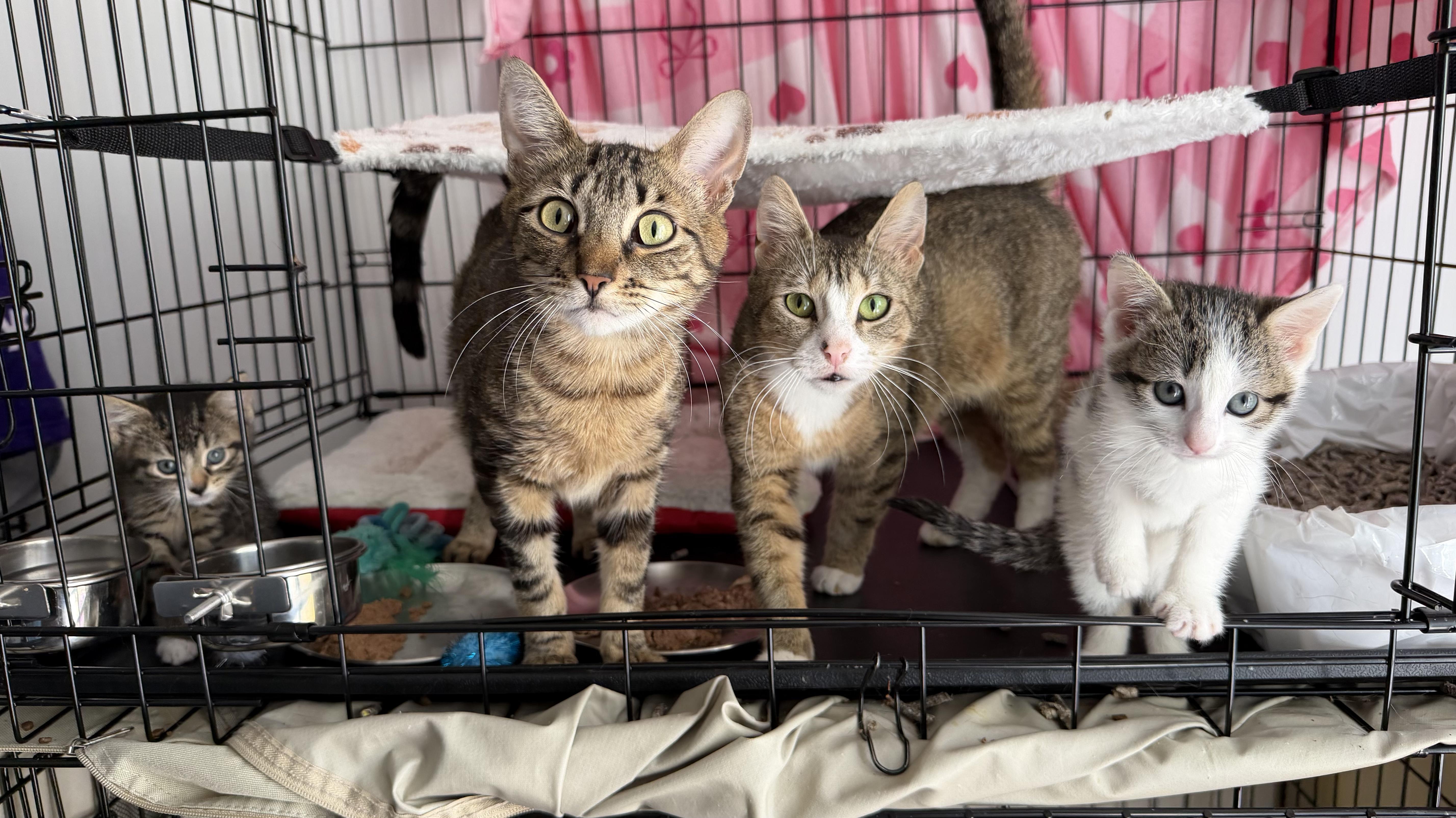 Mopra & Sweepy, a ADOPTABLE Domestic Short Hair in Brooklyn, NY image 2/3