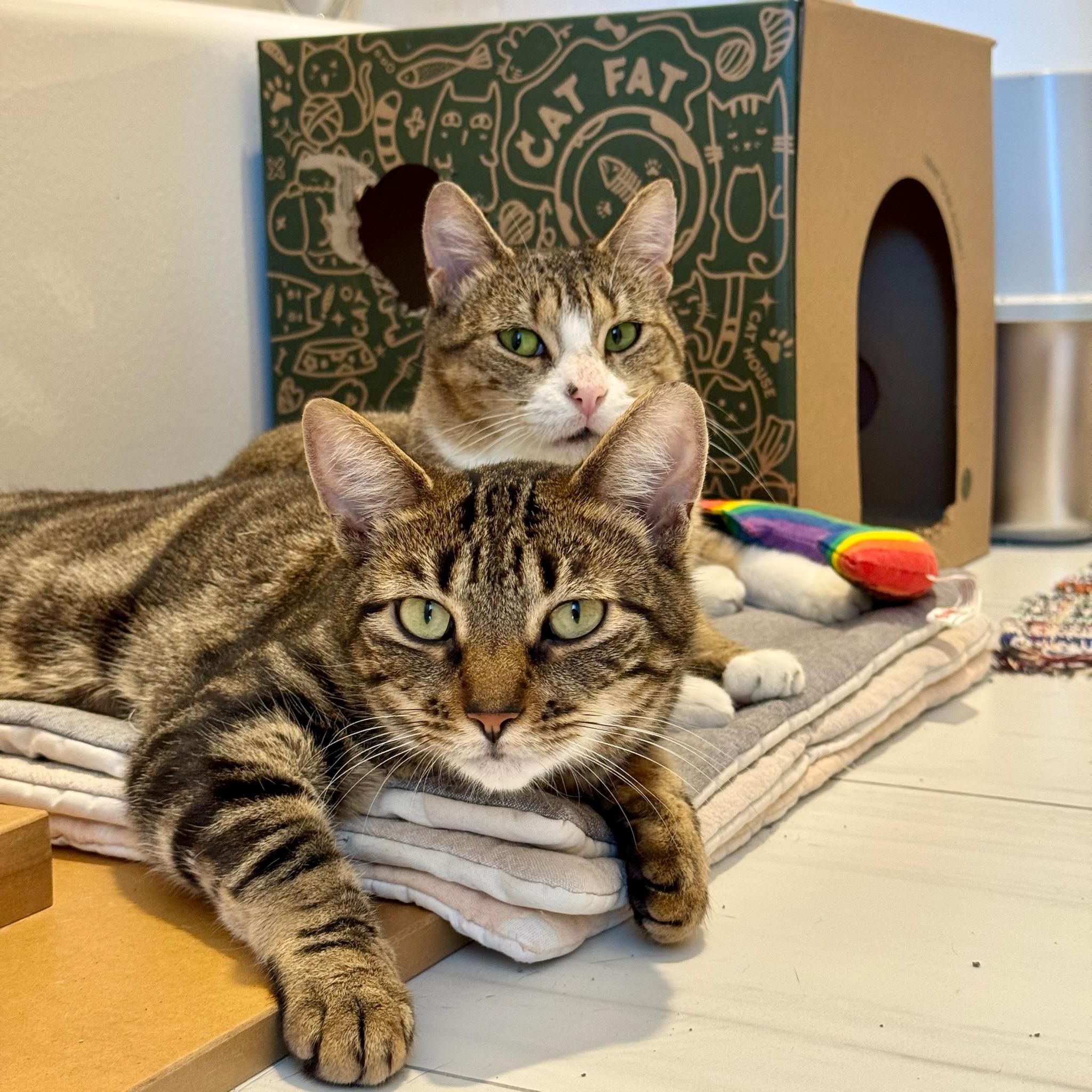 Mopra & Sweepy, ADOPTABLE, Young Female Domestic Short Hair.