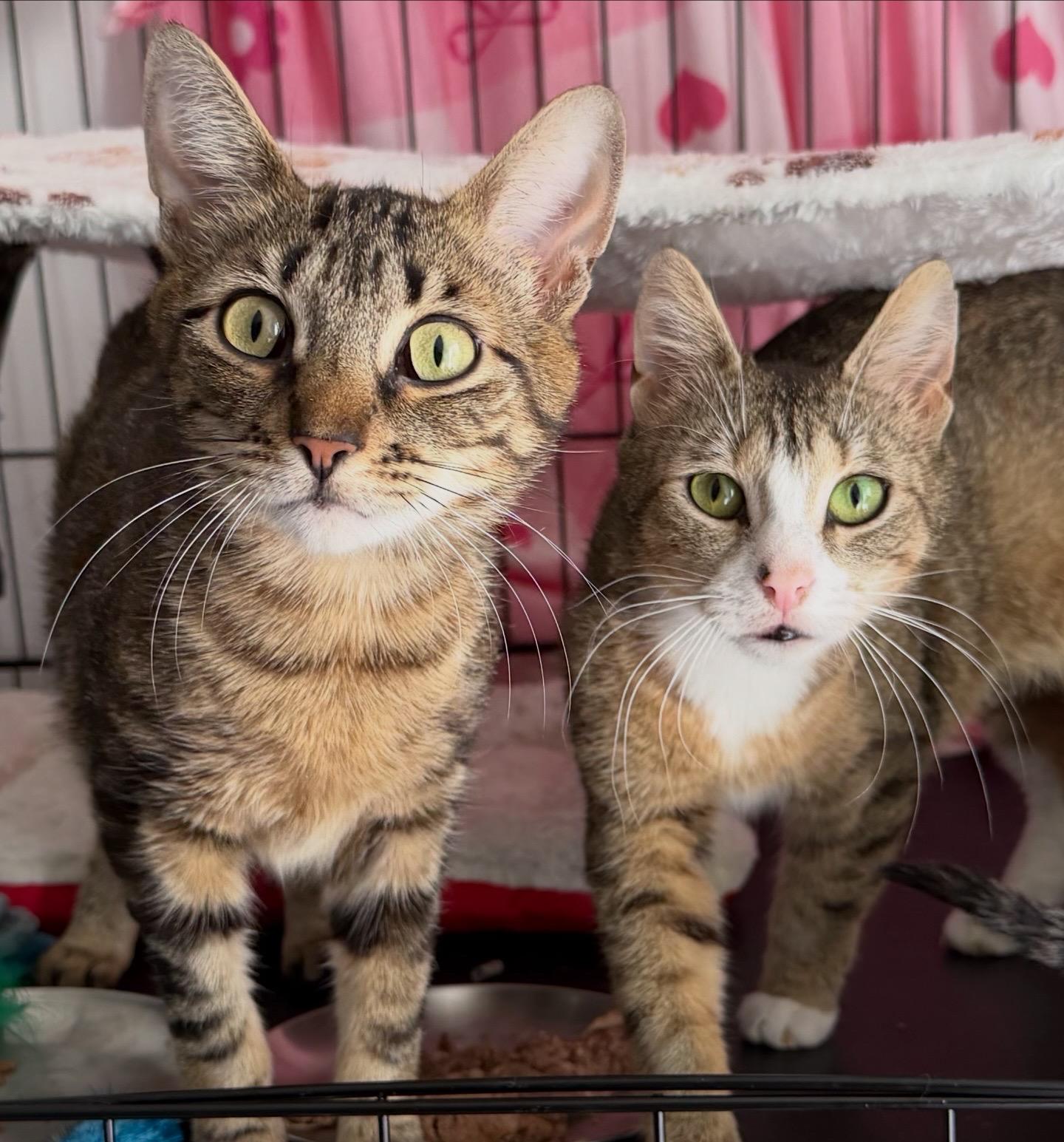 Mopra & Sweepy, a ADOPTABLE Domestic Short Hair in Brooklyn, NY image 1/3