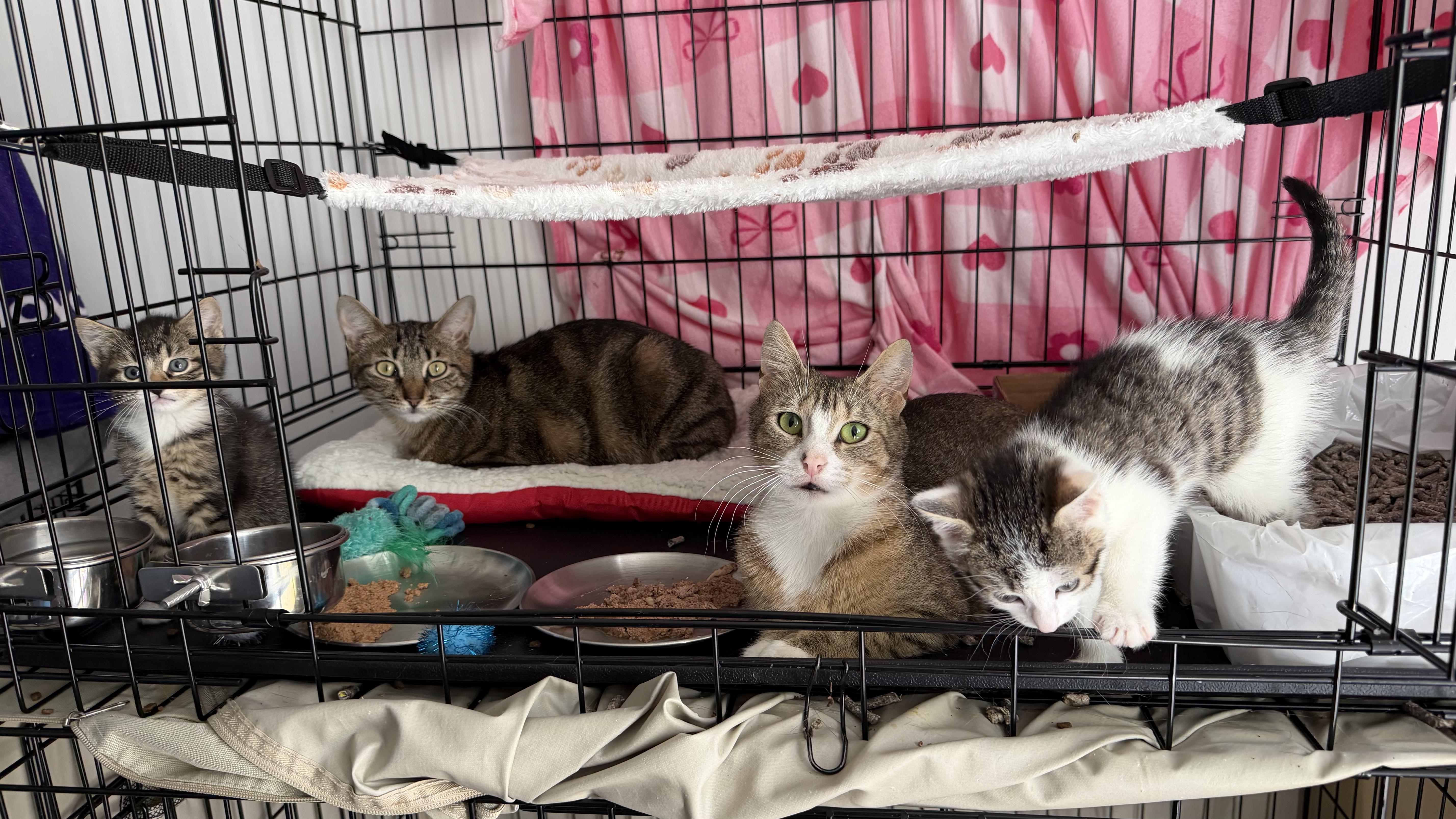 Mopra & Sweepy, a ADOPTABLE Domestic Short Hair in Brooklyn, NY image 3/3