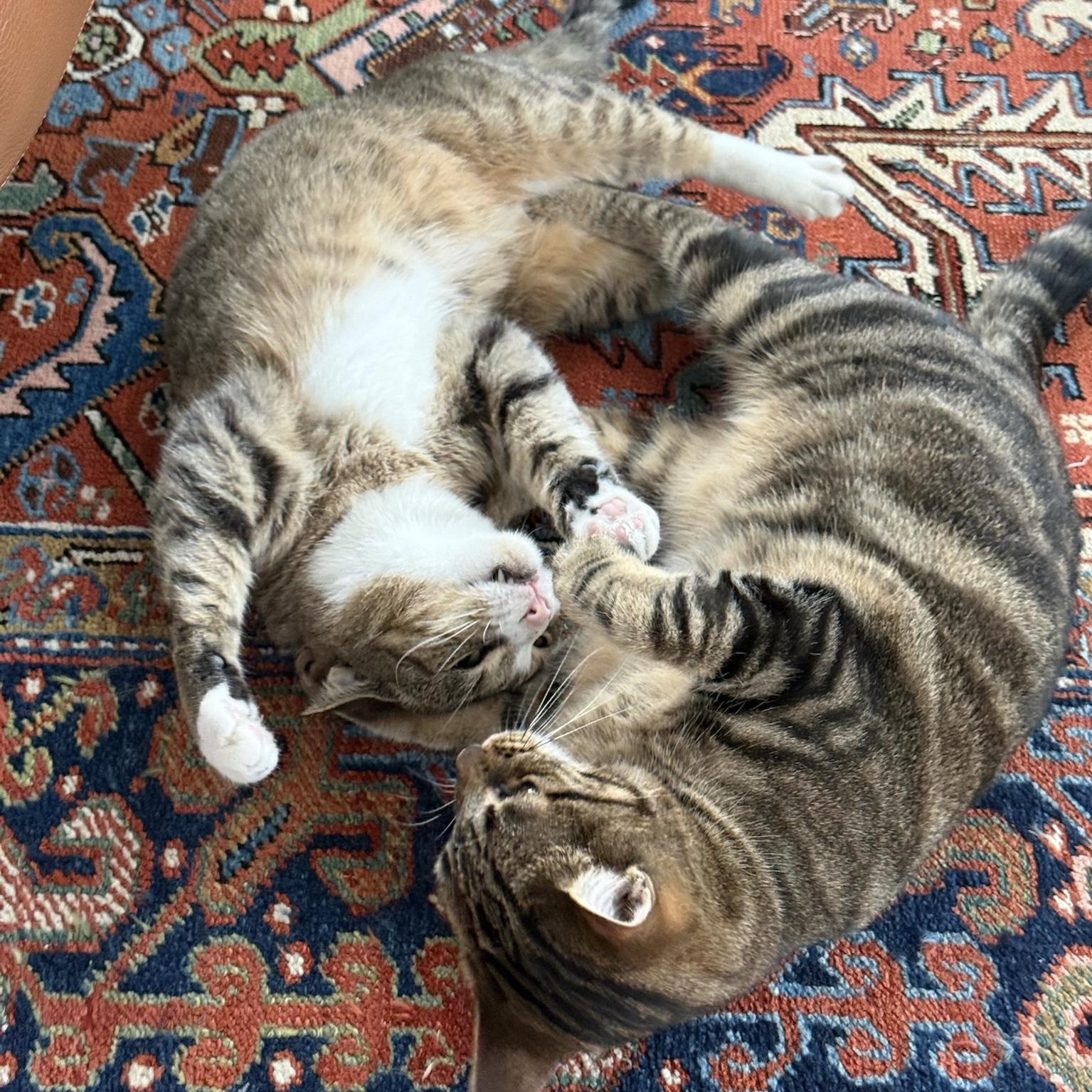 Enlarge Mopra & Sweepy, a ADOPTABLE Domestic Short Hair in Brooklyn, NY image 5/5
