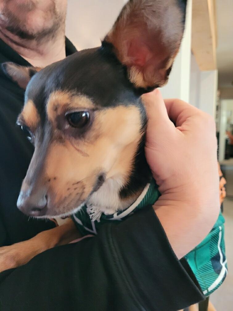 Enlarge Marty / Beavis , a ADOPTABLE mixed breed in Newfoundland, NJ image 4/6