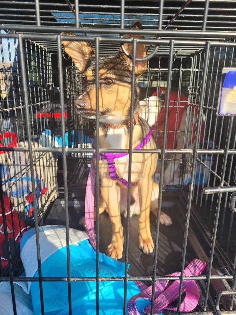 Enlarge Marty / Beavis , a ADOPTABLE mixed breed in Newfoundland, NJ image 5/6