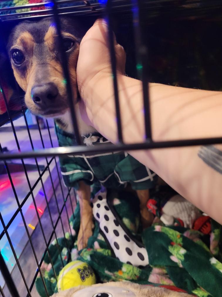 Enlarge Marty / Beavis , a ADOPTABLE mixed breed in Newfoundland, NJ image 1/6