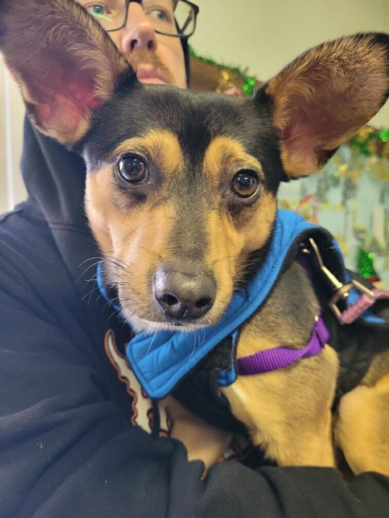 Enlarge Marty / Beavis , a ADOPTABLE mixed breed in Newfoundland, NJ image 6/6