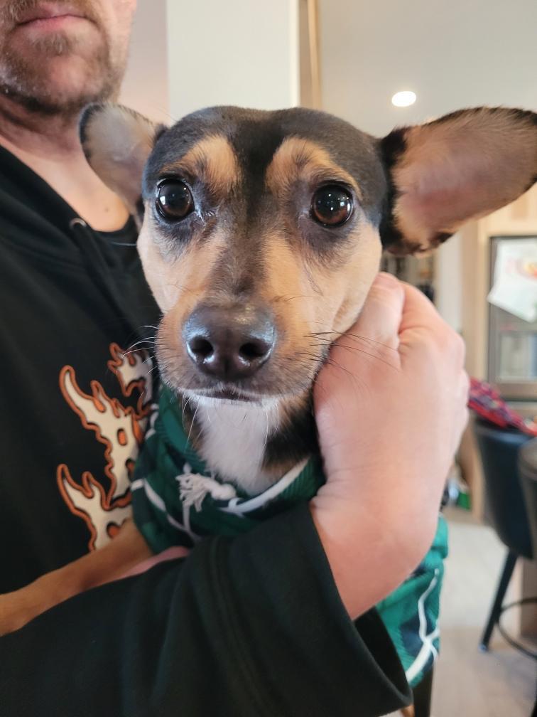 Enlarge Marty / Beavis , a ADOPTABLE mixed breed in Newfoundland, NJ image 2/6