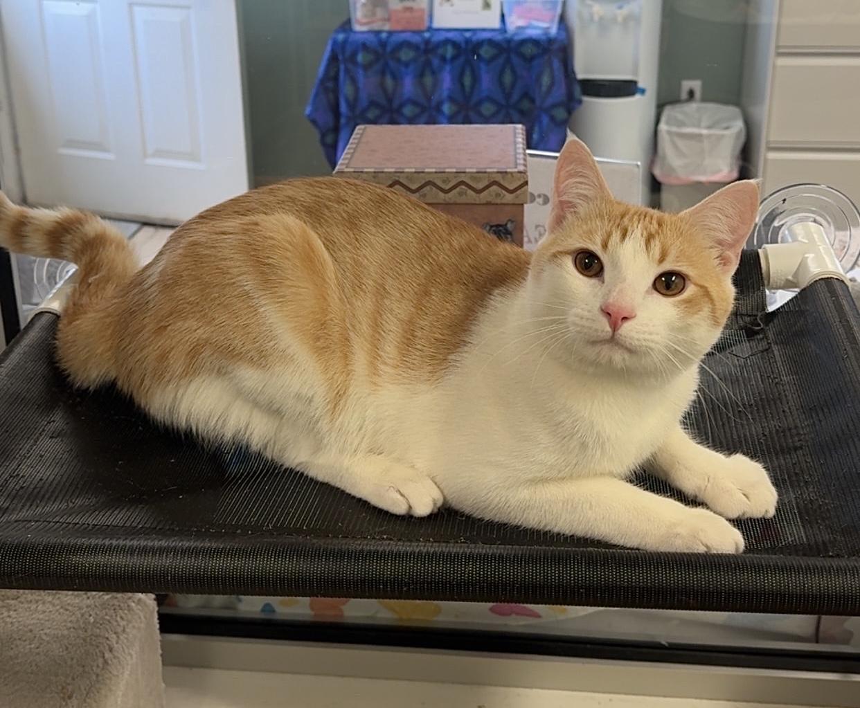 Leggo, ADOPTABLE, Young Male Domestic Short Hair.