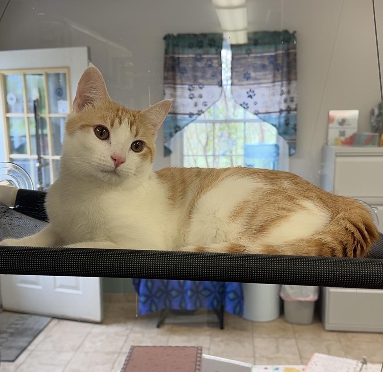 Leggo, a ADOPTABLE Domestic Short Hair in Kearneysville, WV image 2/2