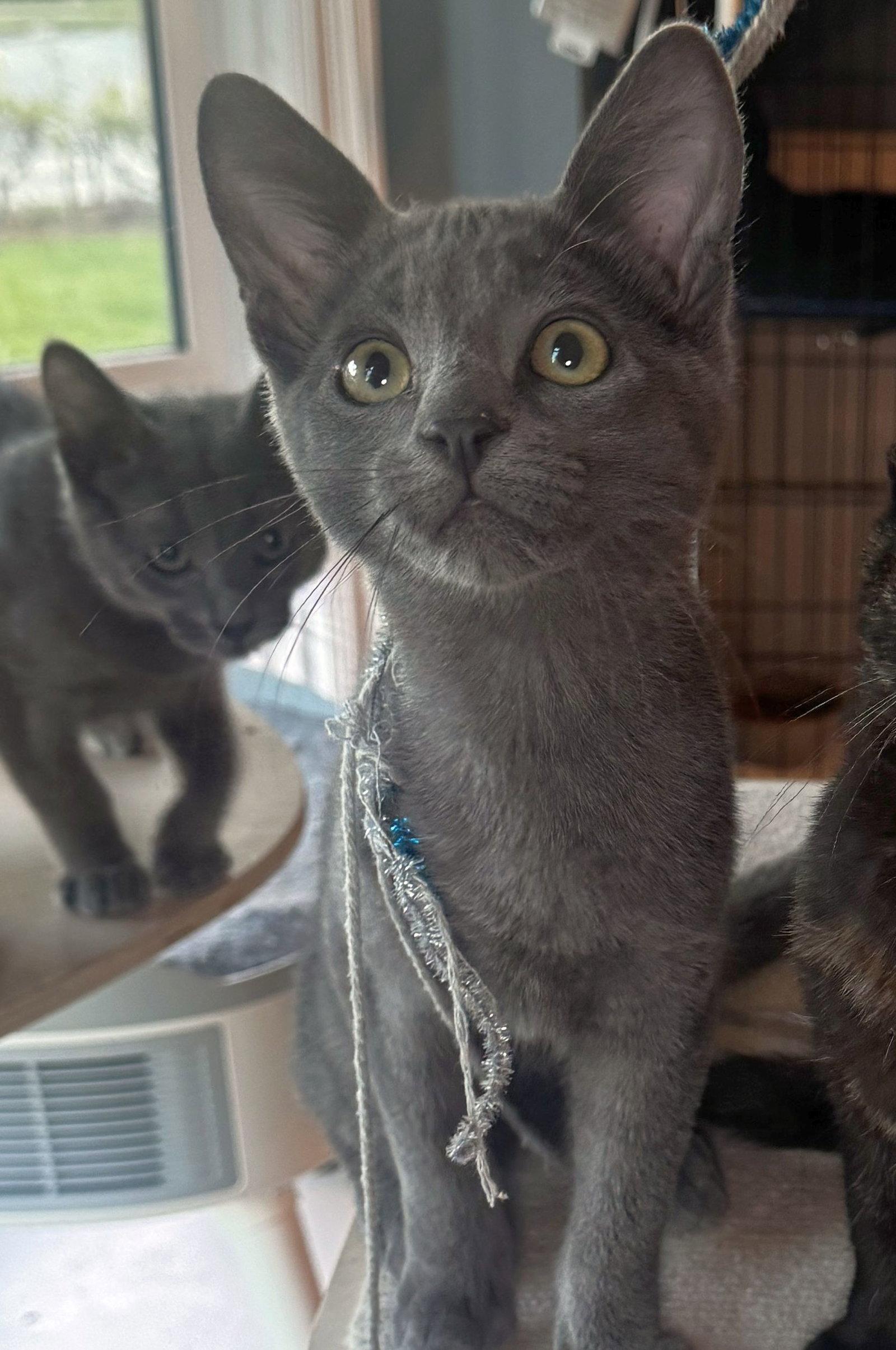 Aspen, Adopted, Kitten Male Domestic Short Hair.