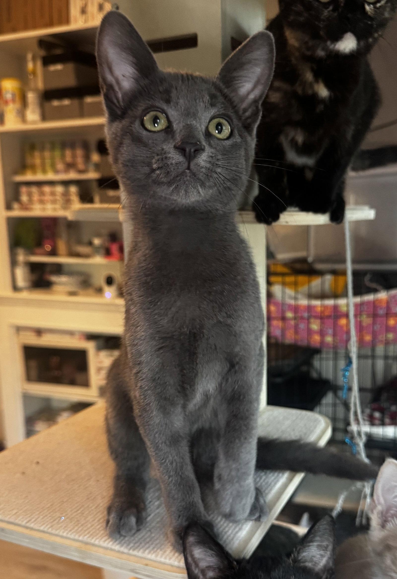 Enlarge Aspen, a Adopted Domestic Short Hair in Seal Beach, CA image 2/3