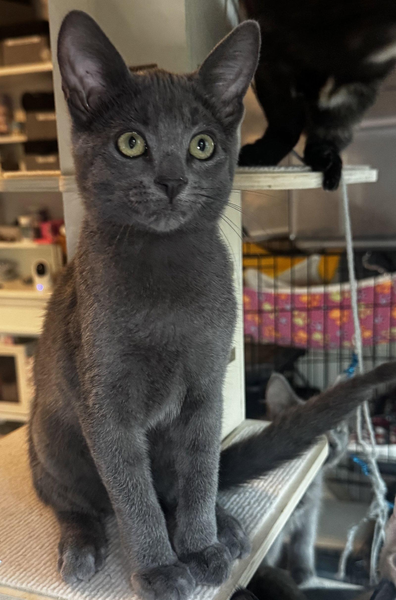 Enlarge Aspen, a Adopted Domestic Short Hair in Seal Beach, CA image 3/3