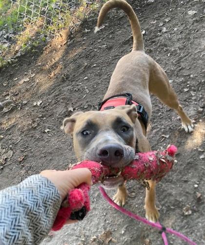 Enlarge Millie, a Adoptable mixed breed in Hobart, IN image 1/3