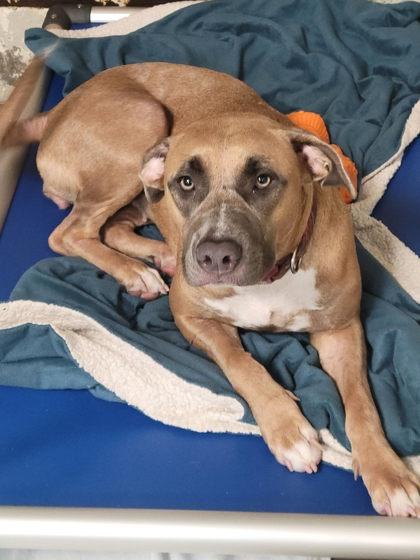 Enlarge Millie, a Adoptable mixed breed in Hobart, IN image 2/3