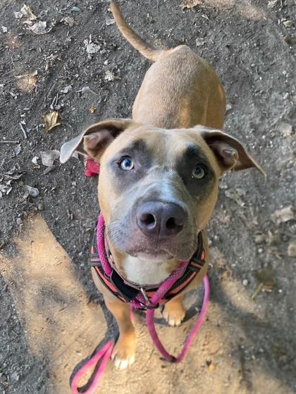 Enlarge Millie, a Adoptable mixed breed in Hobart, IN image 3/3