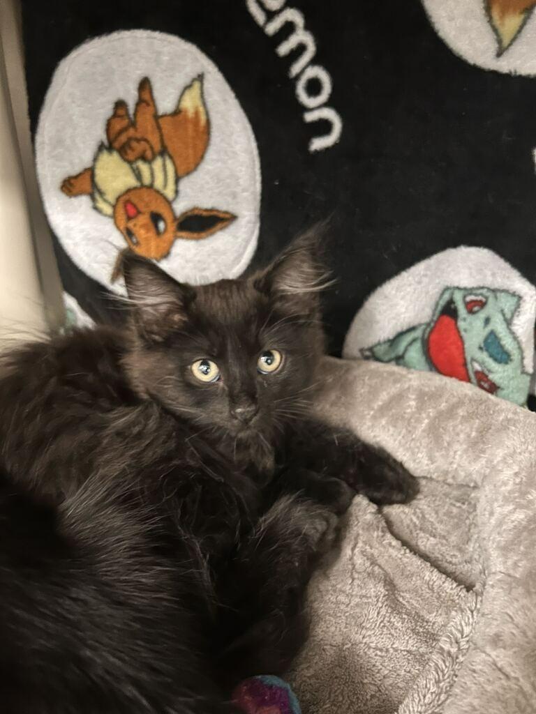 Felix, Adoptable, Kitten Male Domestic Long Hair.