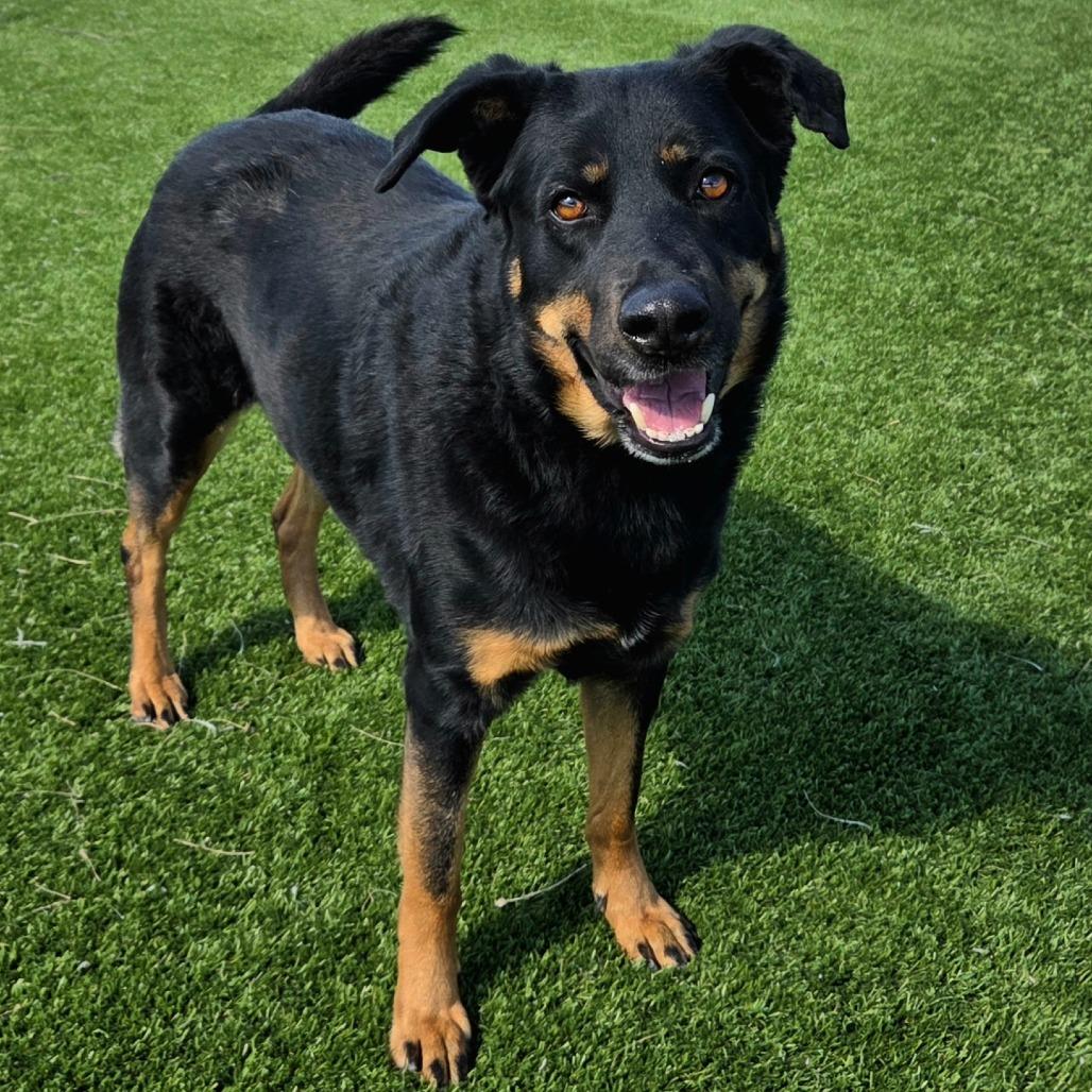 Dani, a Adoptable German Shepherd Dog in Idaho Falls, ID image 1/6