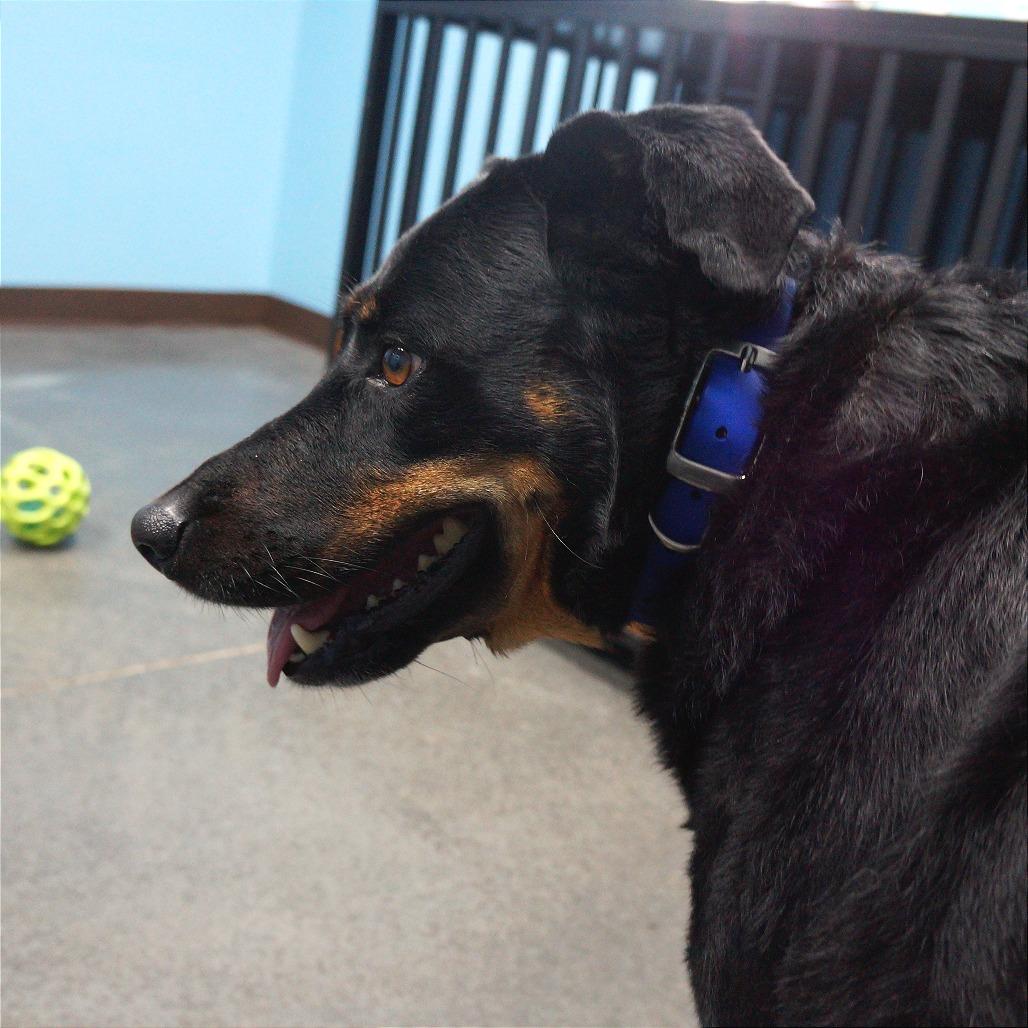 Dani, a Adoptable German Shepherd Dog in Idaho Falls, ID image 2/6