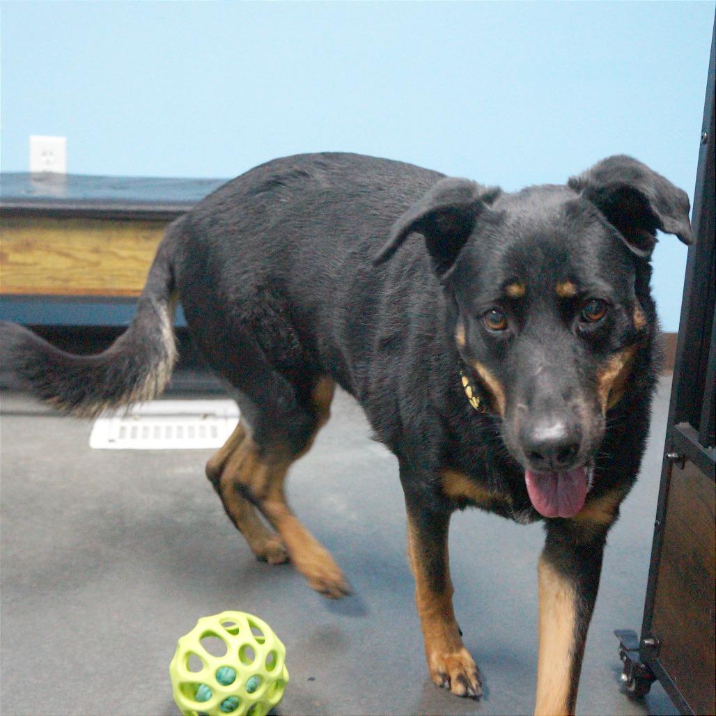 Dani, a Adoptable German Shepherd Dog in Idaho Falls, ID image 3/6
