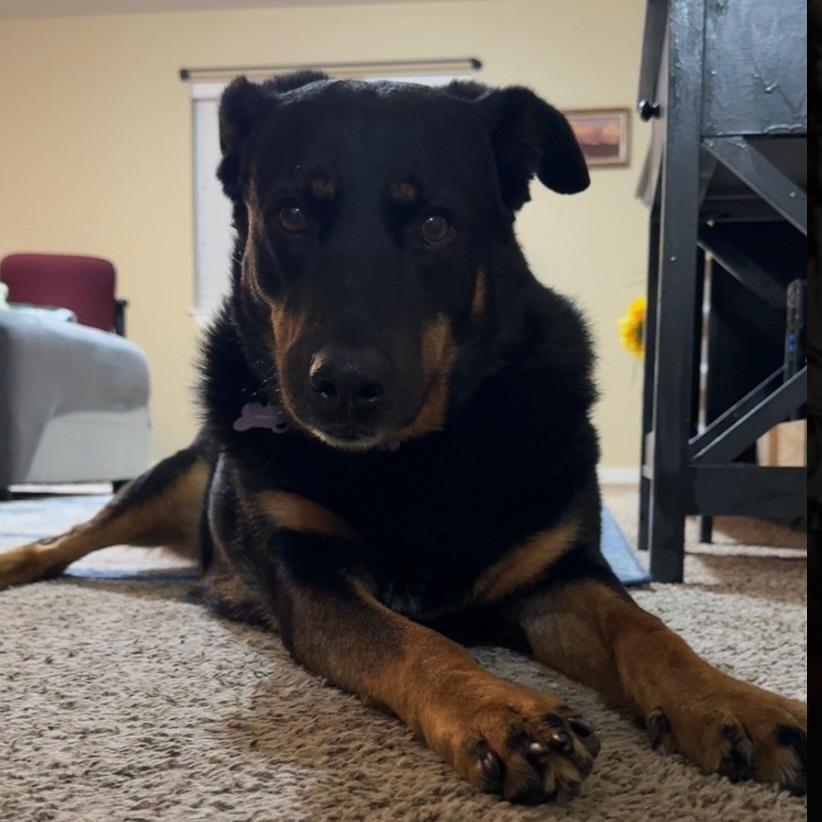 Dani, a Adoptable German Shepherd Dog in Idaho Falls, ID image 4/6