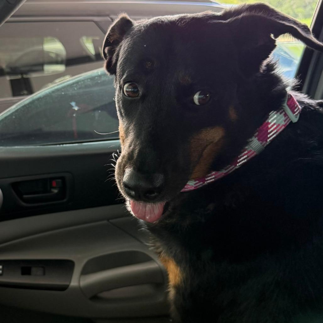 Dani, a Adoptable German Shepherd Dog in Idaho Falls, ID image 5/6