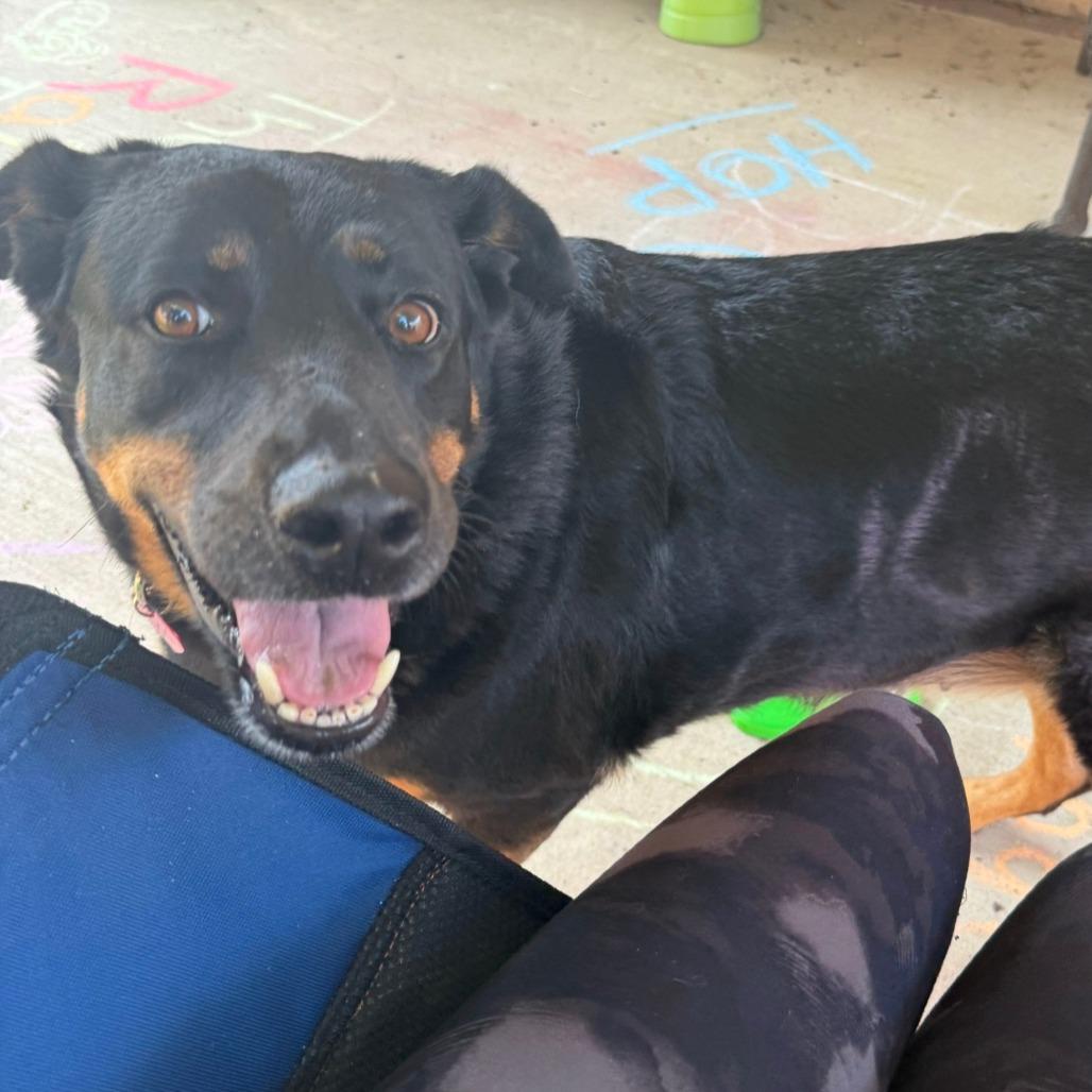 Dani, a Adoptable German Shepherd Dog in Idaho Falls, ID image 6/6