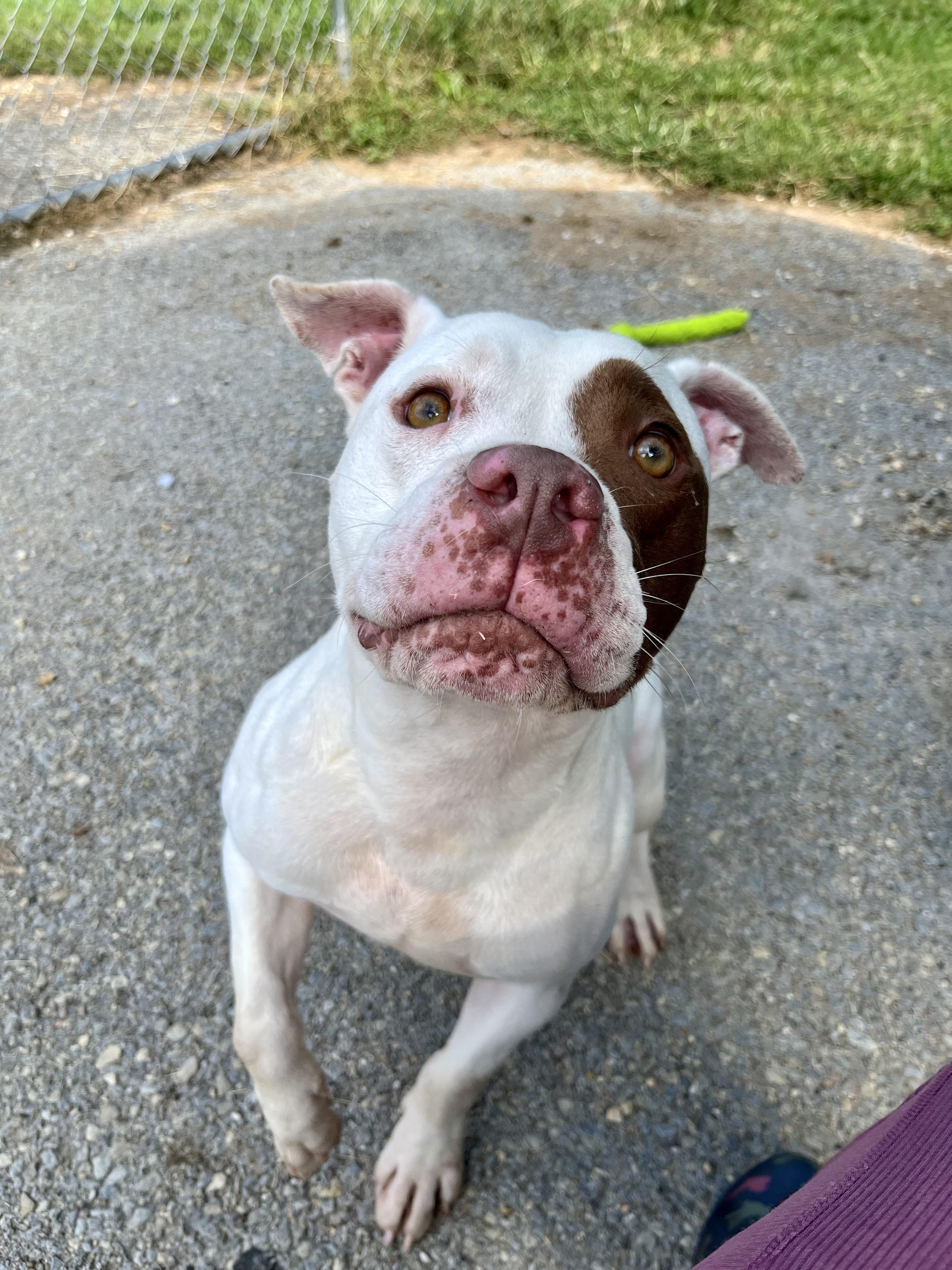 Popeye, Adoptable, Young Male Pit Bull Terrier.