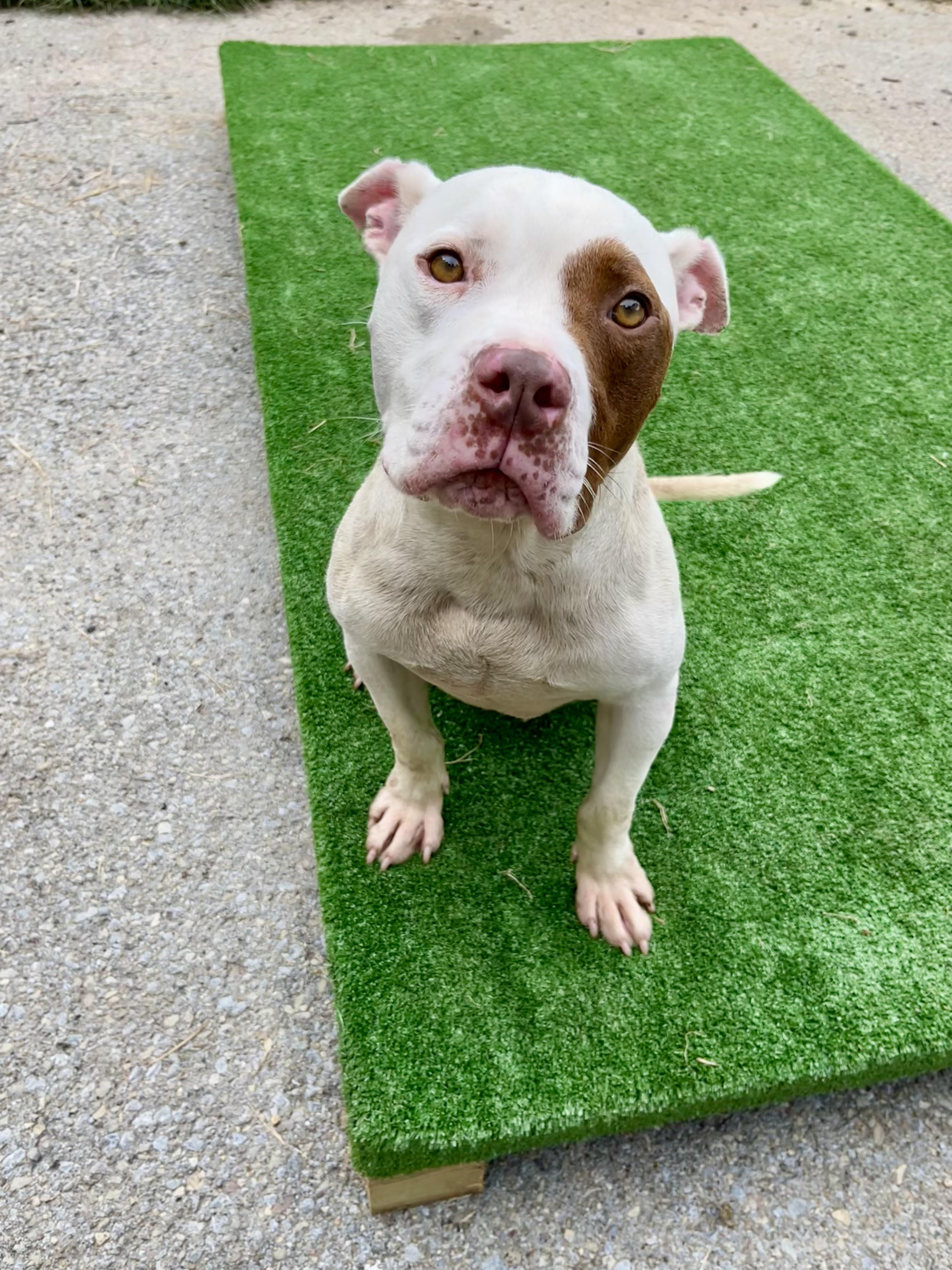 Popeye, Adoptable, Young Male Pit Bull Terrier.