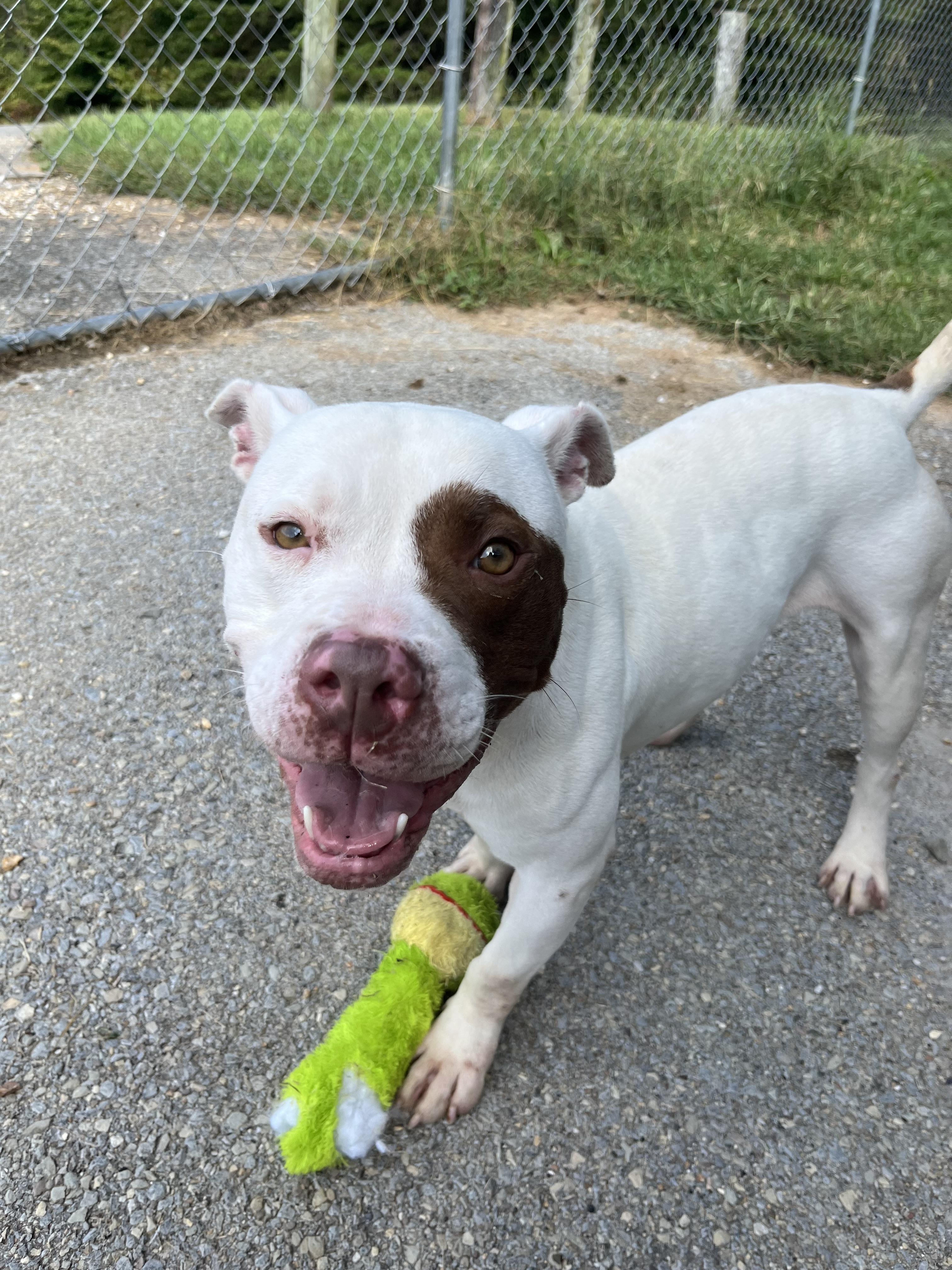 Enlarge Popeye, a Adoptable mixed breed in Fayetteville, WV image 3/4