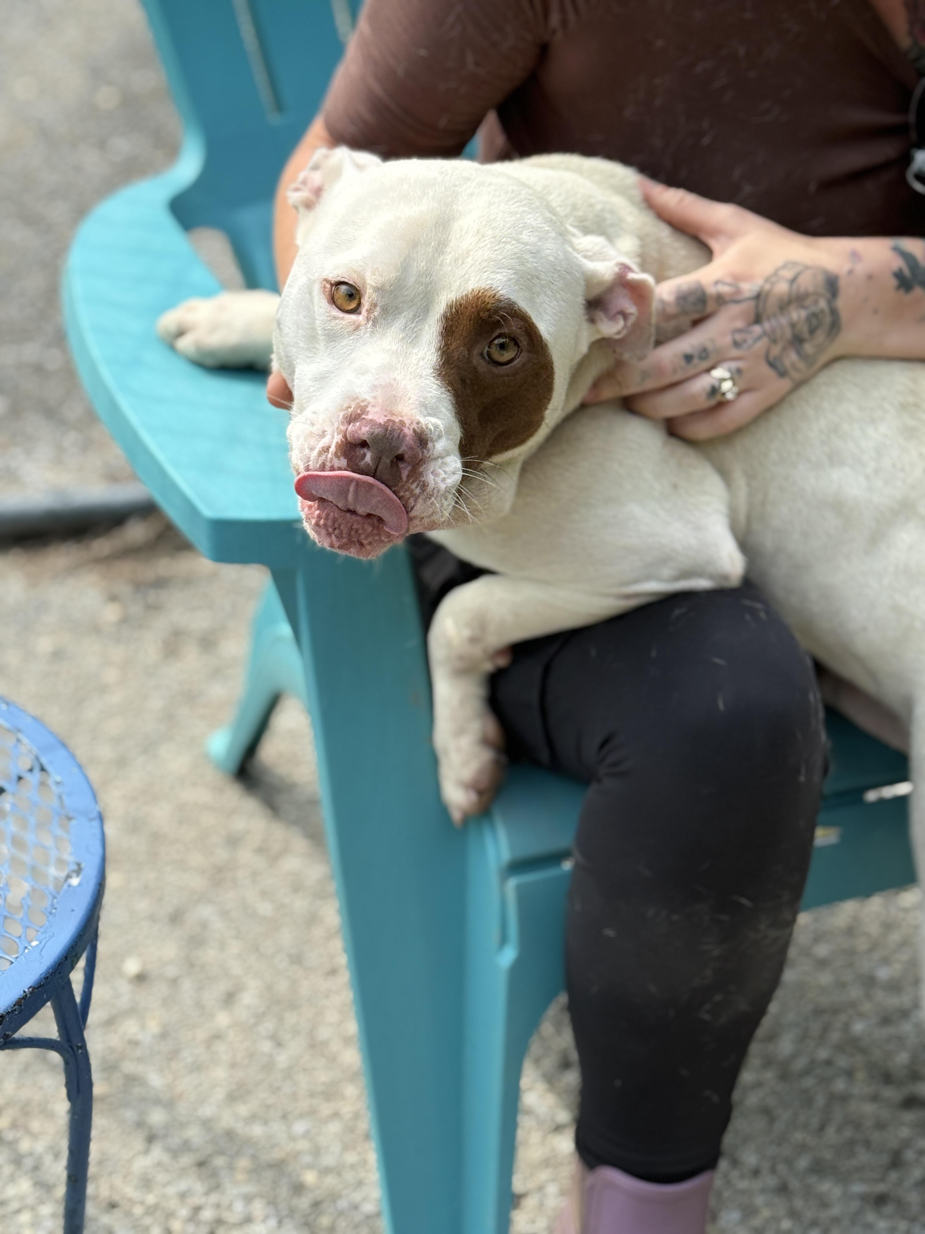 Popeye, a Adoptable mixed breed in Fayetteville, WV image 2/2