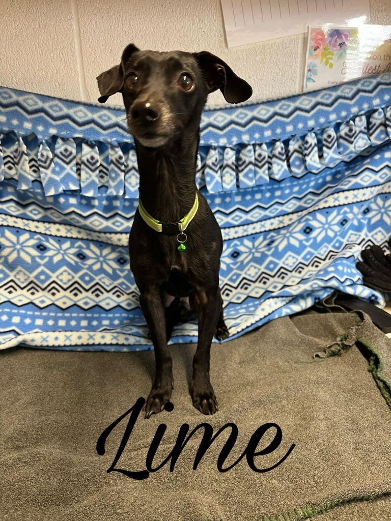 Lime, Adoptable, Adult Male Chihuahua & Dachshund.