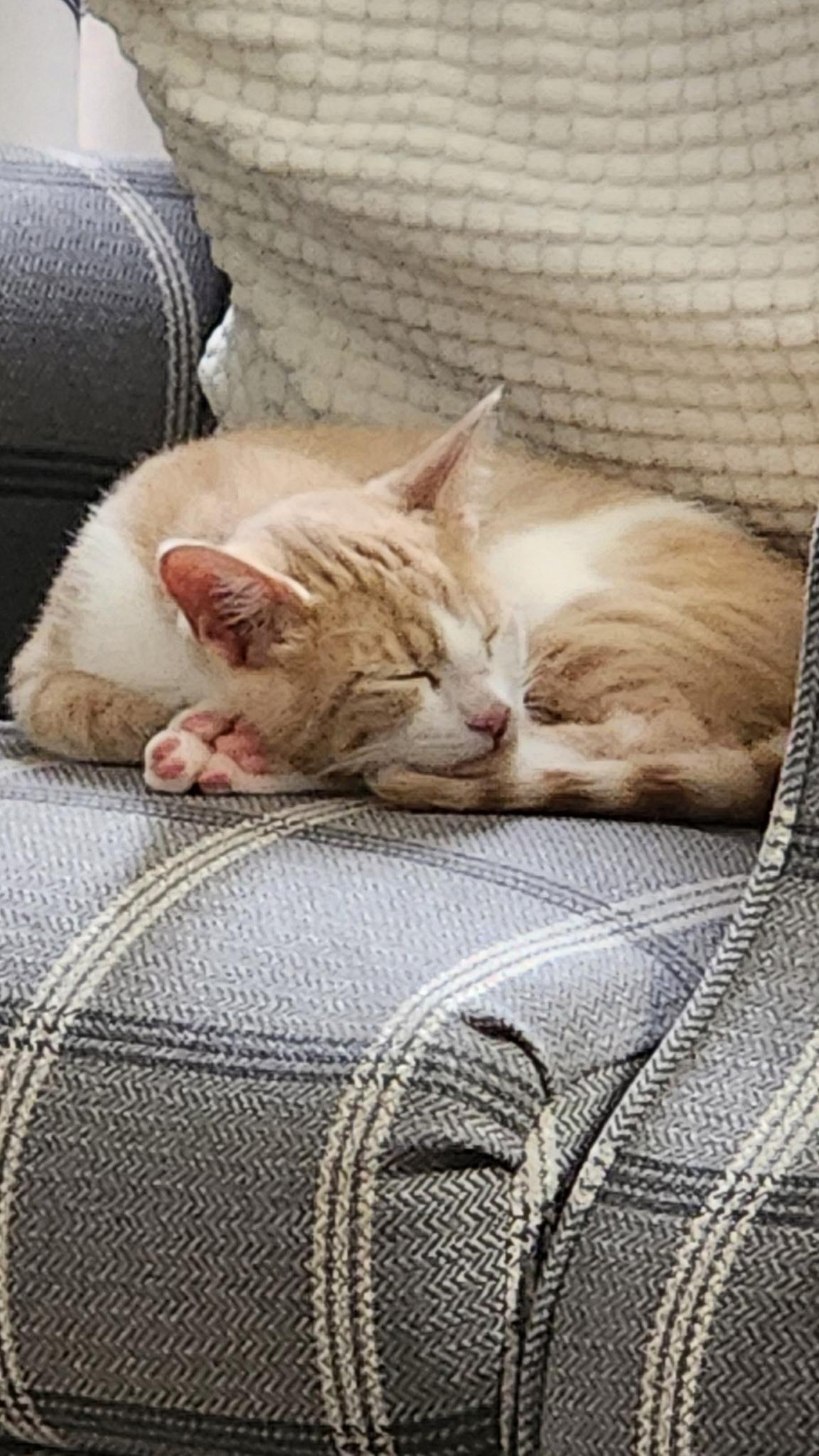 Enlarge Skye (F) and Sunshine (M)- Your Daily Forecast of Love and Laughter, a Adoptable Domestic Short Hair in Bristow, VA image 4/5
