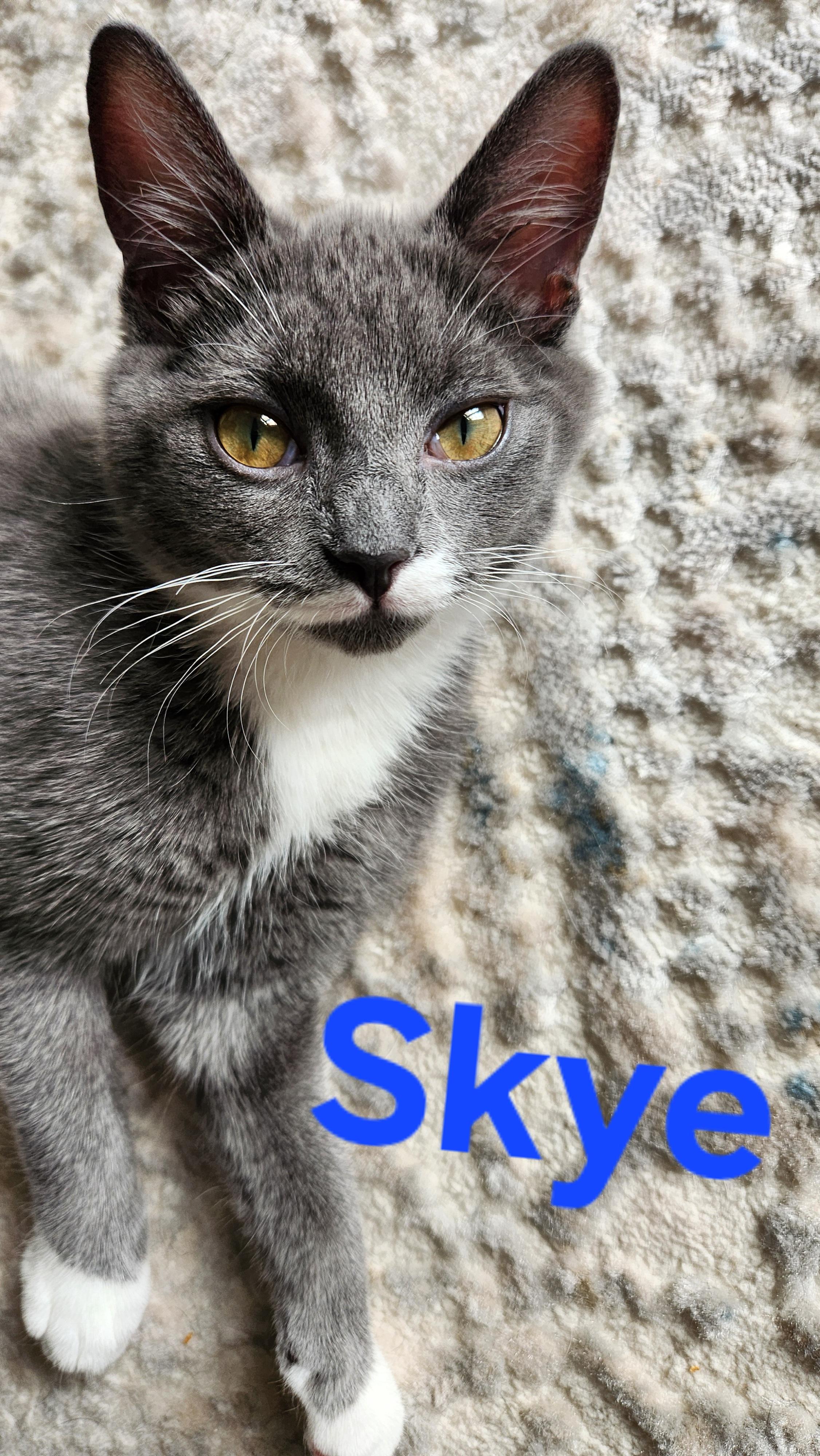 Enlarge Skye (F) and Sunshine (M)- Your Daily Forecast of Love and Laughter, a Adoptable Domestic Short Hair in Bristow, VA image 1/5