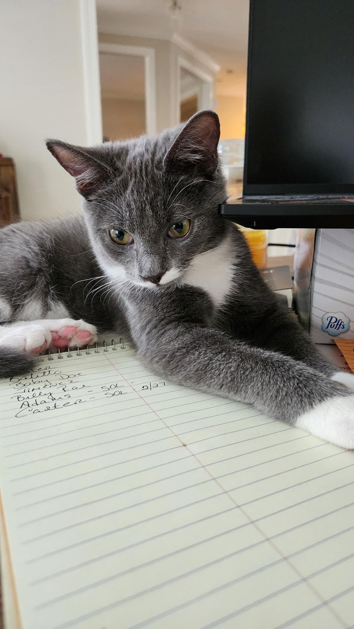 Enlarge Skye (F) and Sunshine (M)- Your Daily Forecast of Love and Laughter, a Adoptable Domestic Short Hair in Bristow, VA image 3/5