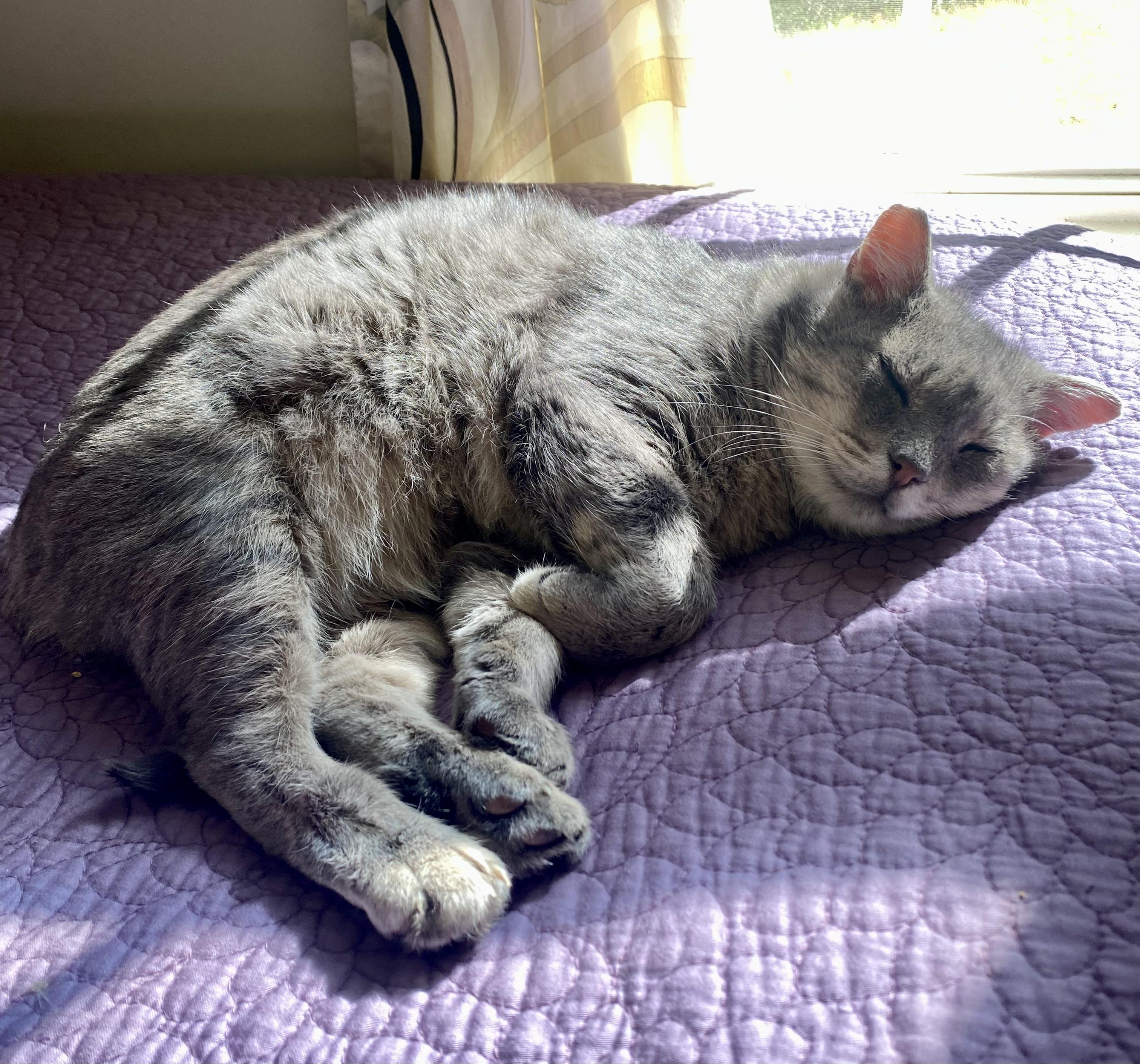 Enlarge Buster, a Adoptable Domestic Short Hair in BLACK MOUNTAIN, NC image 3/6