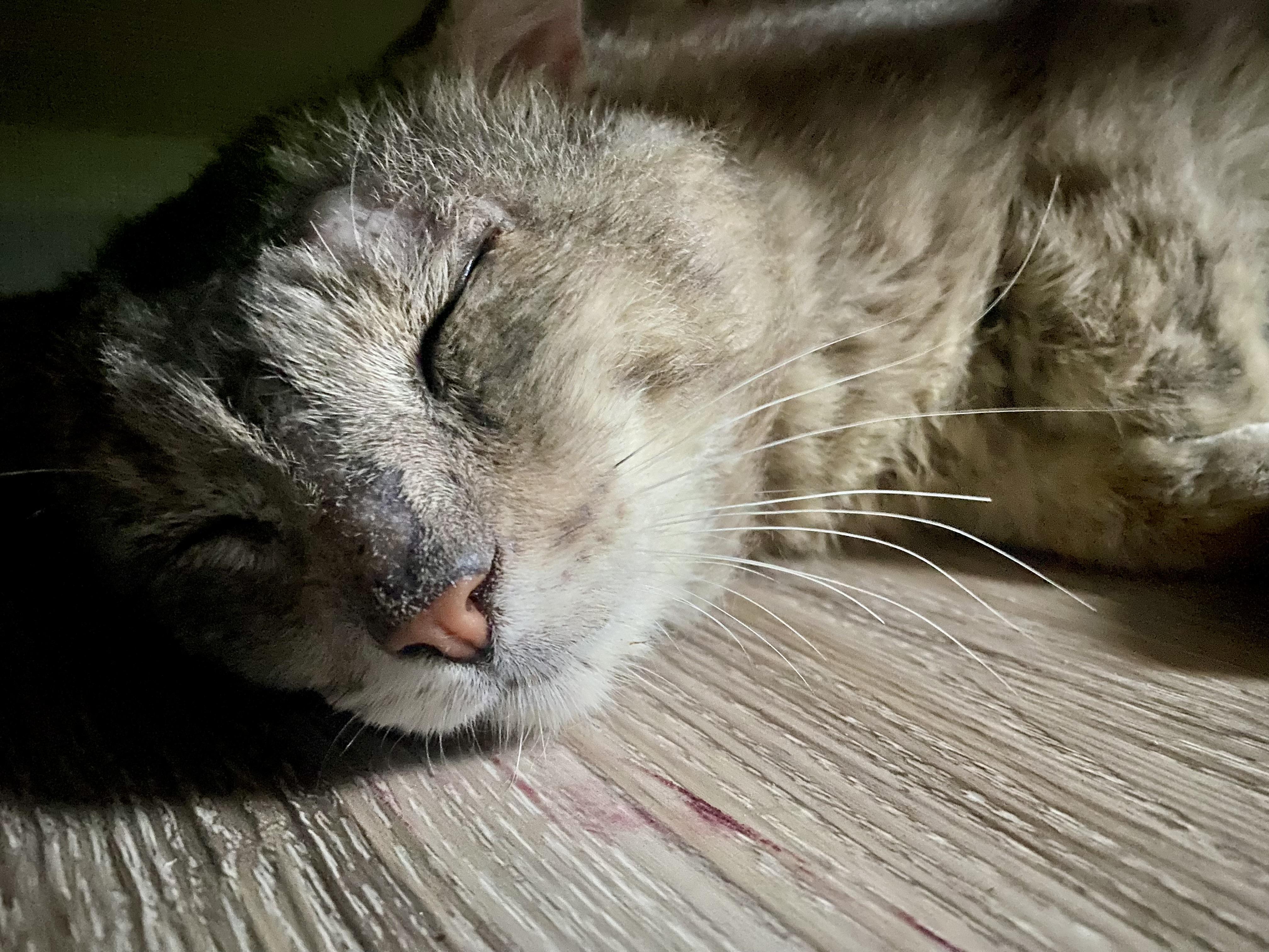 Enlarge Buster, a Adoptable Domestic Short Hair in BLACK MOUNTAIN, NC image 6/6