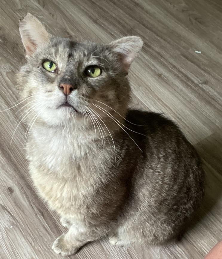 Buster, Adoptable, Adult Male Domestic Short Hair.