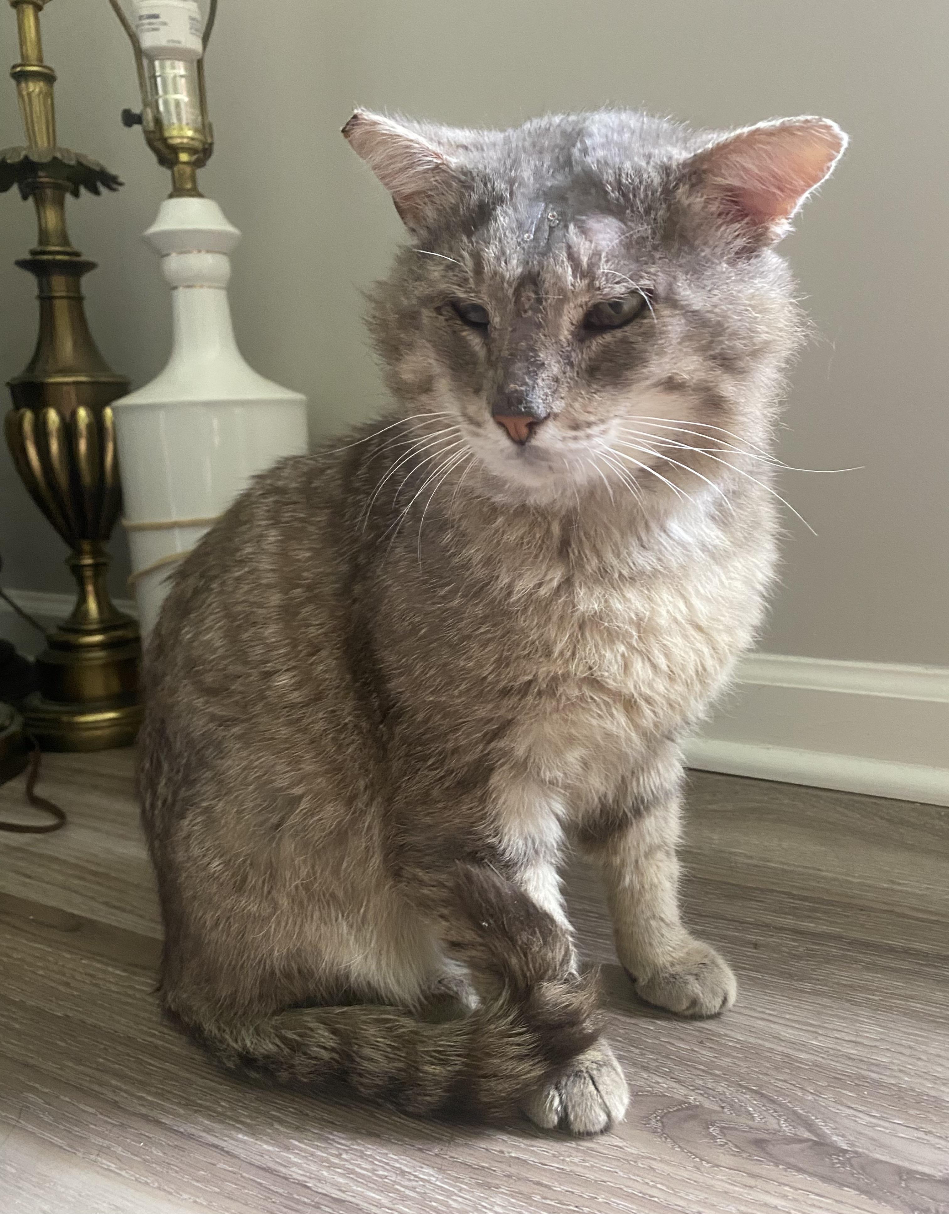 Enlarge Buster, a Adoptable Domestic Short Hair in BLACK MOUNTAIN, NC image 2/6